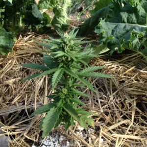 GSC_60