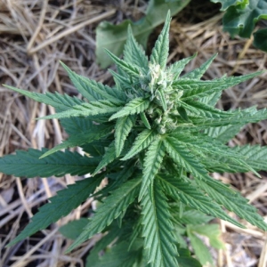 GSC_cola_60