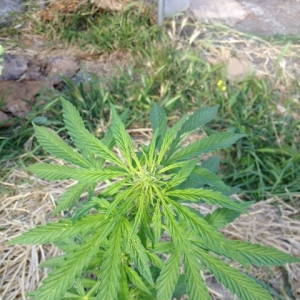 AK_med_cola_60