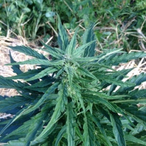 AK_lg_cola_60