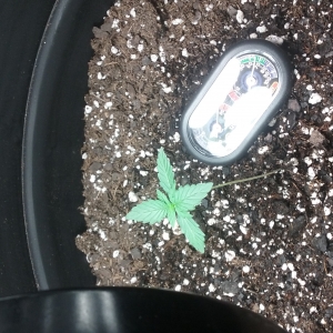 Day 12