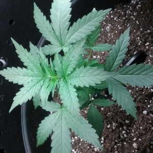 Day 24