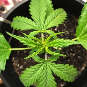 Media 'Ms. Merry Berry' in category 'Photos'