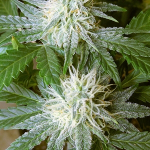 Grape Crinkle
