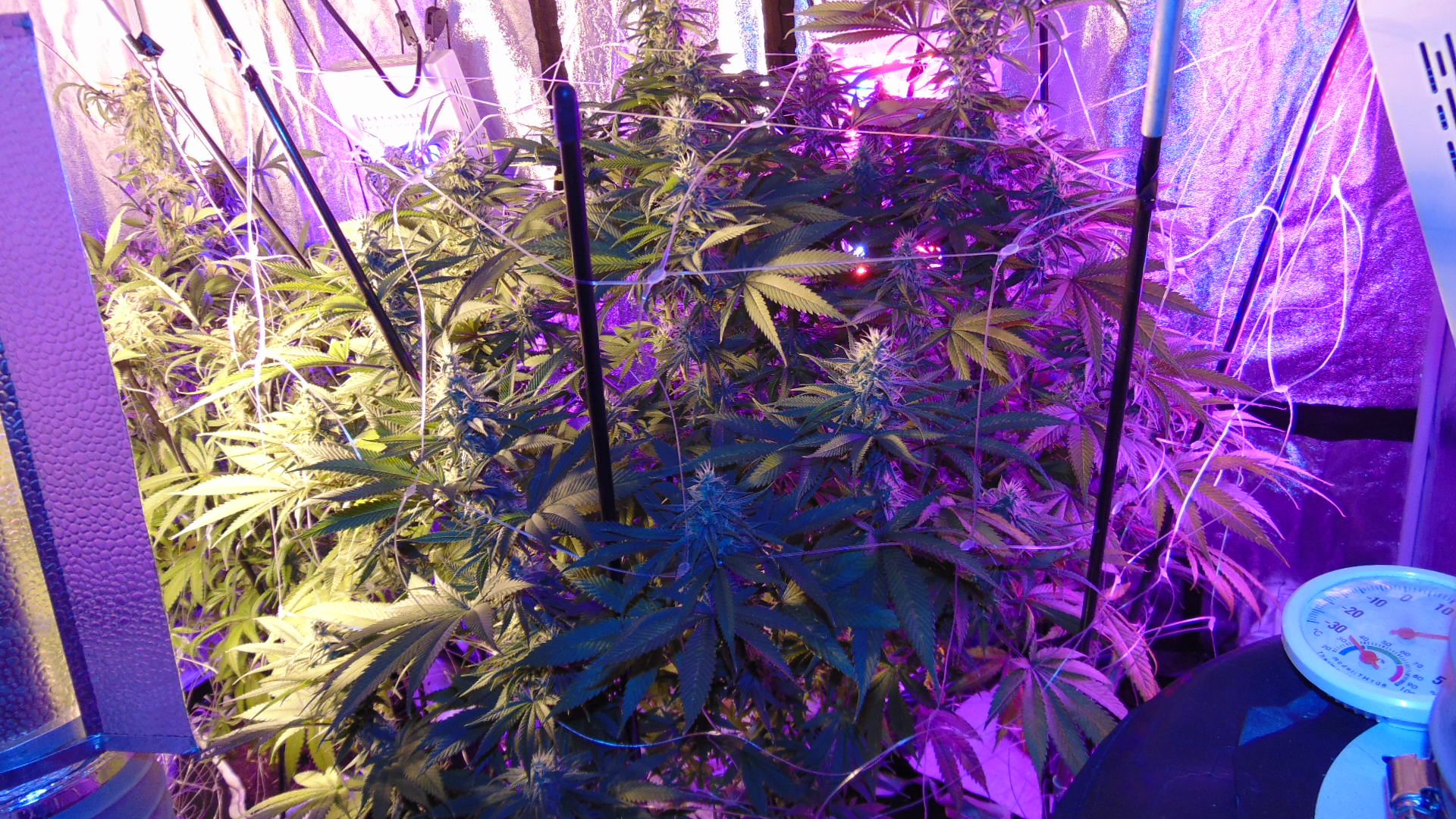 5.5 Weeks 008