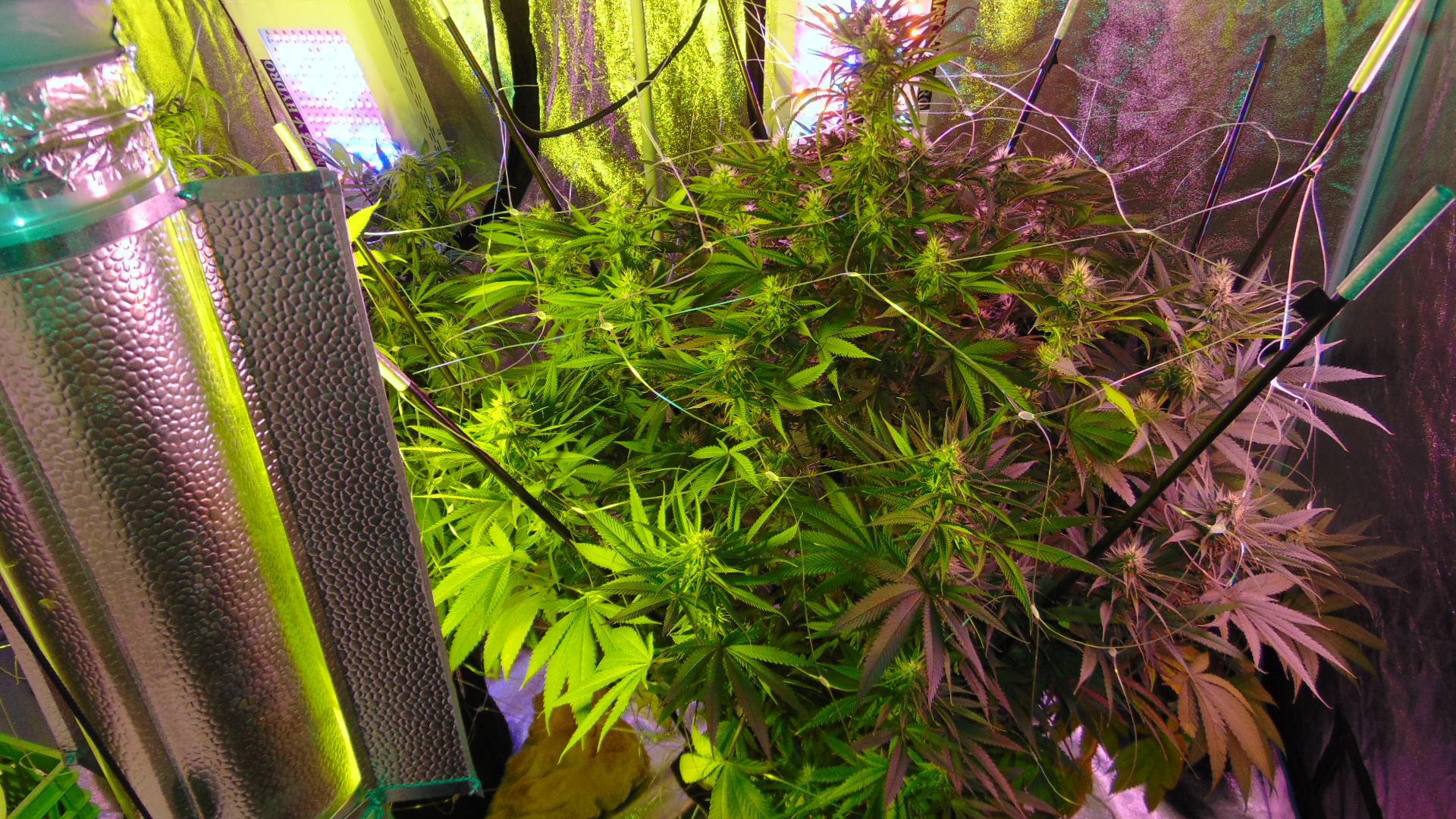 5 Weeks 023