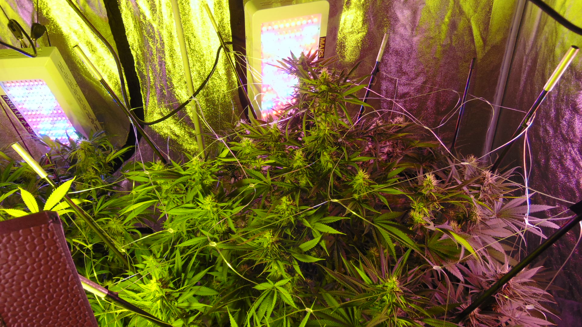 5 Weeks 034