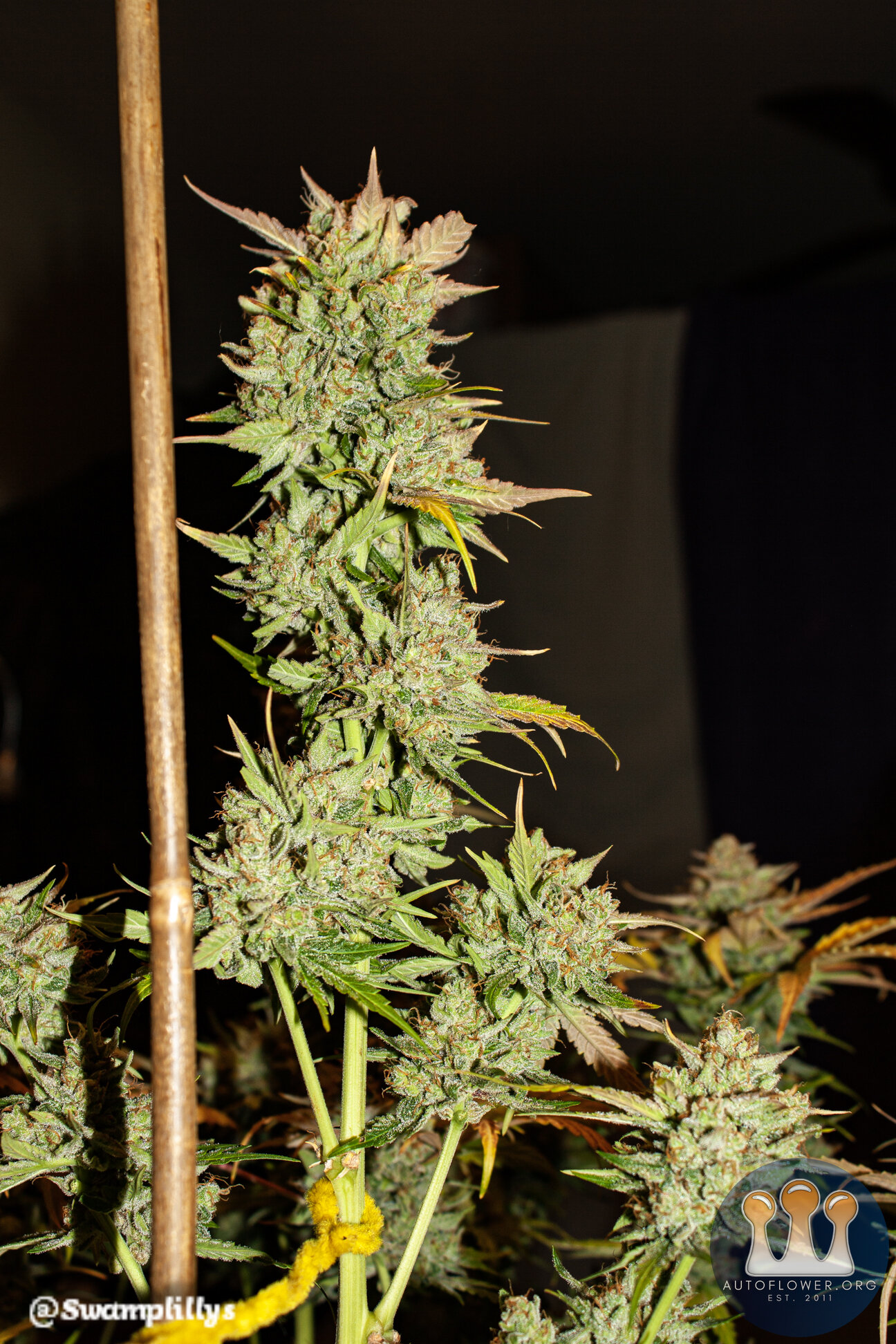 9 Creme de la Chem Nov/Dec 2019