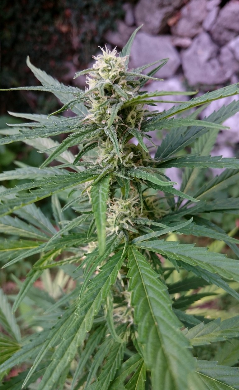 AF Bud4 16jul Lbh
