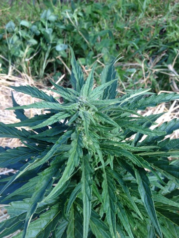 AK_lg_cola_60