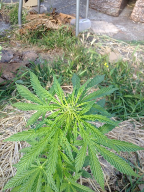 AK_med_cola_60