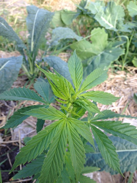 AK_sm_growpoint_60
