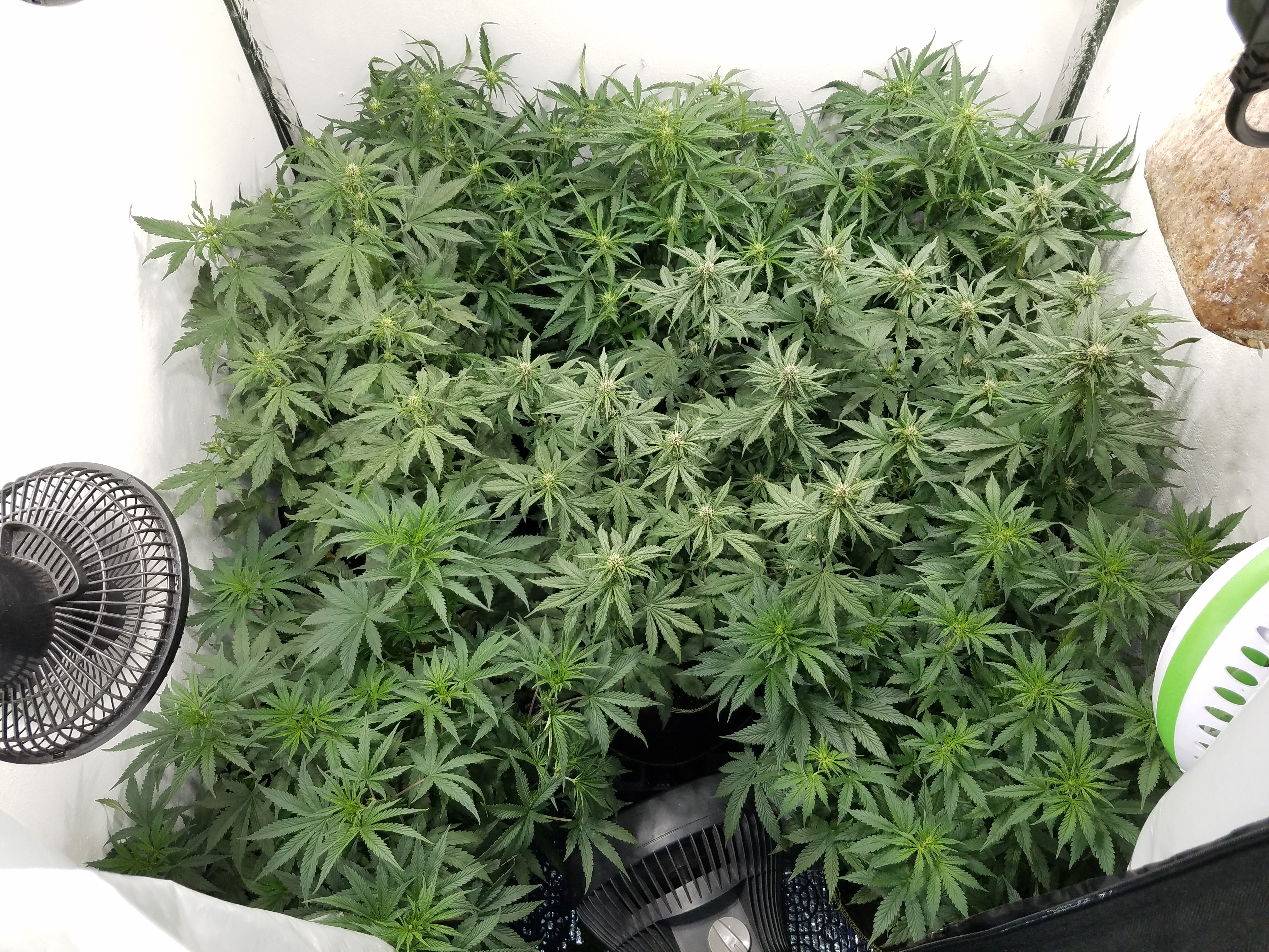 All Kush Grow