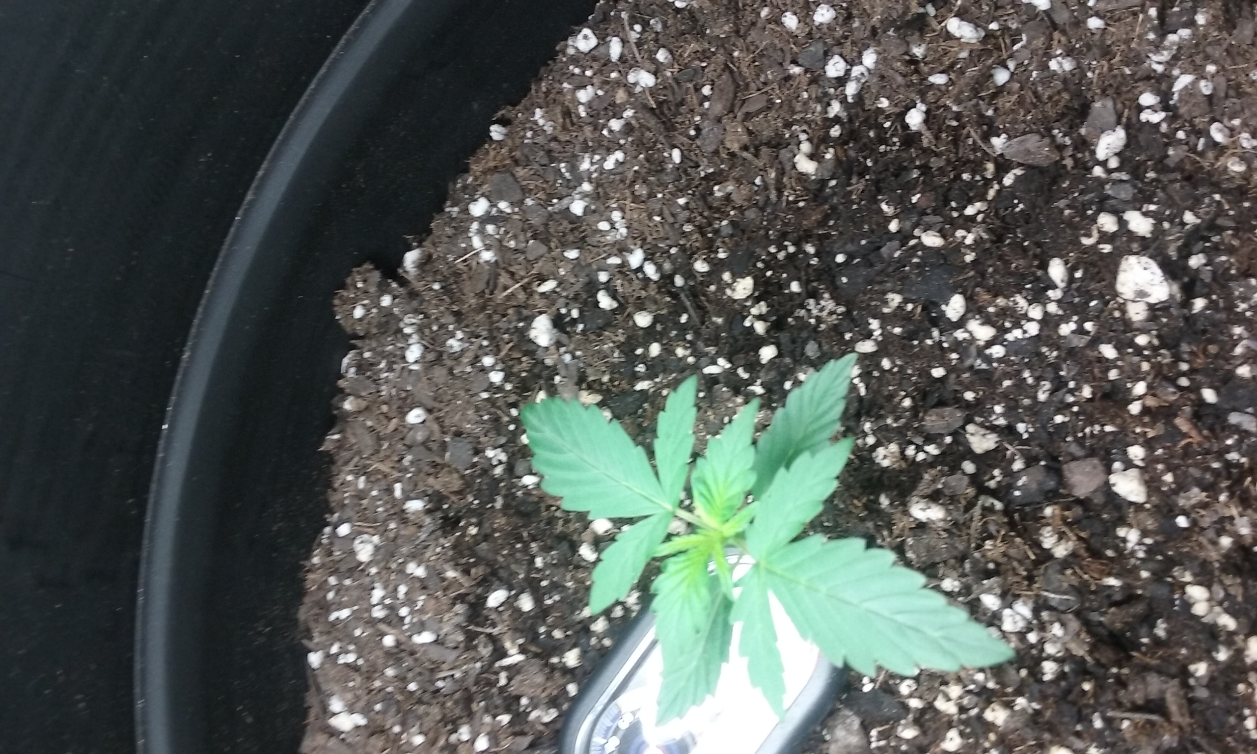 Also Day 15