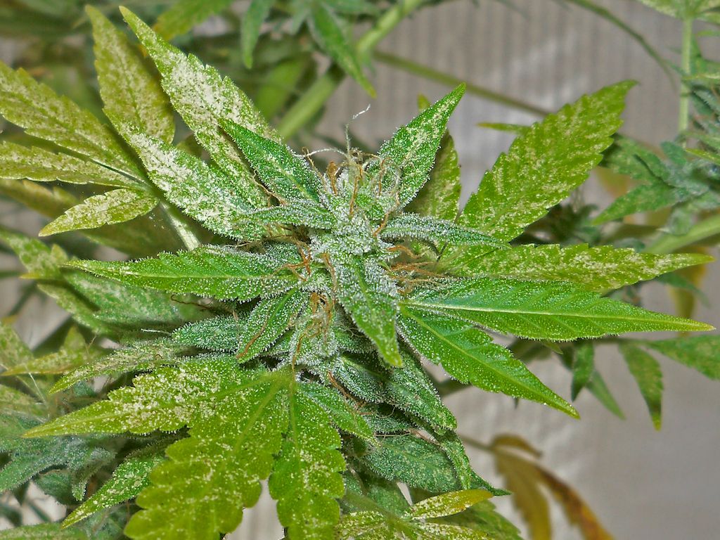 AM2 with Spider Mites