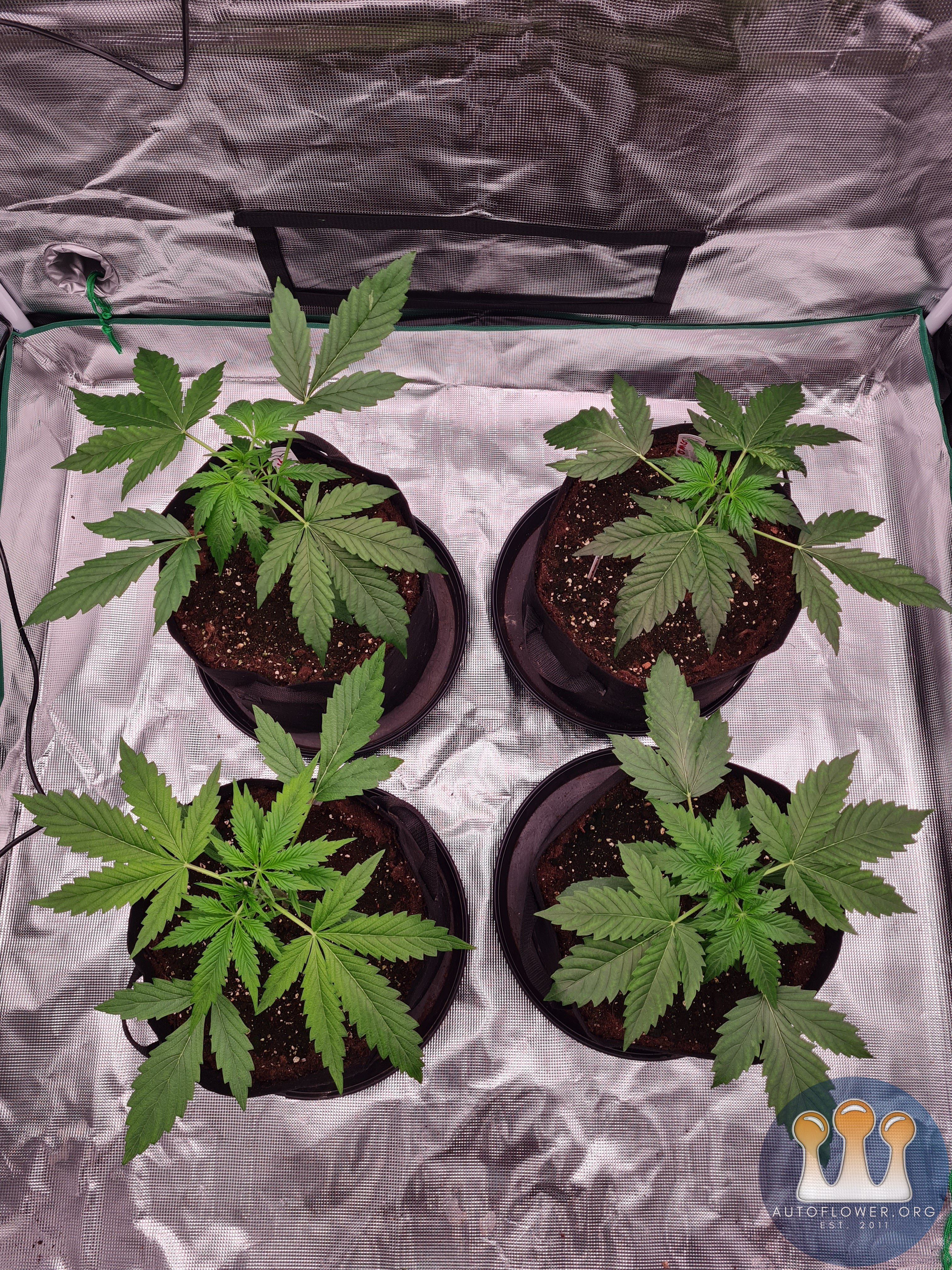 Auto Mac#1 & Auto Oh my gushers