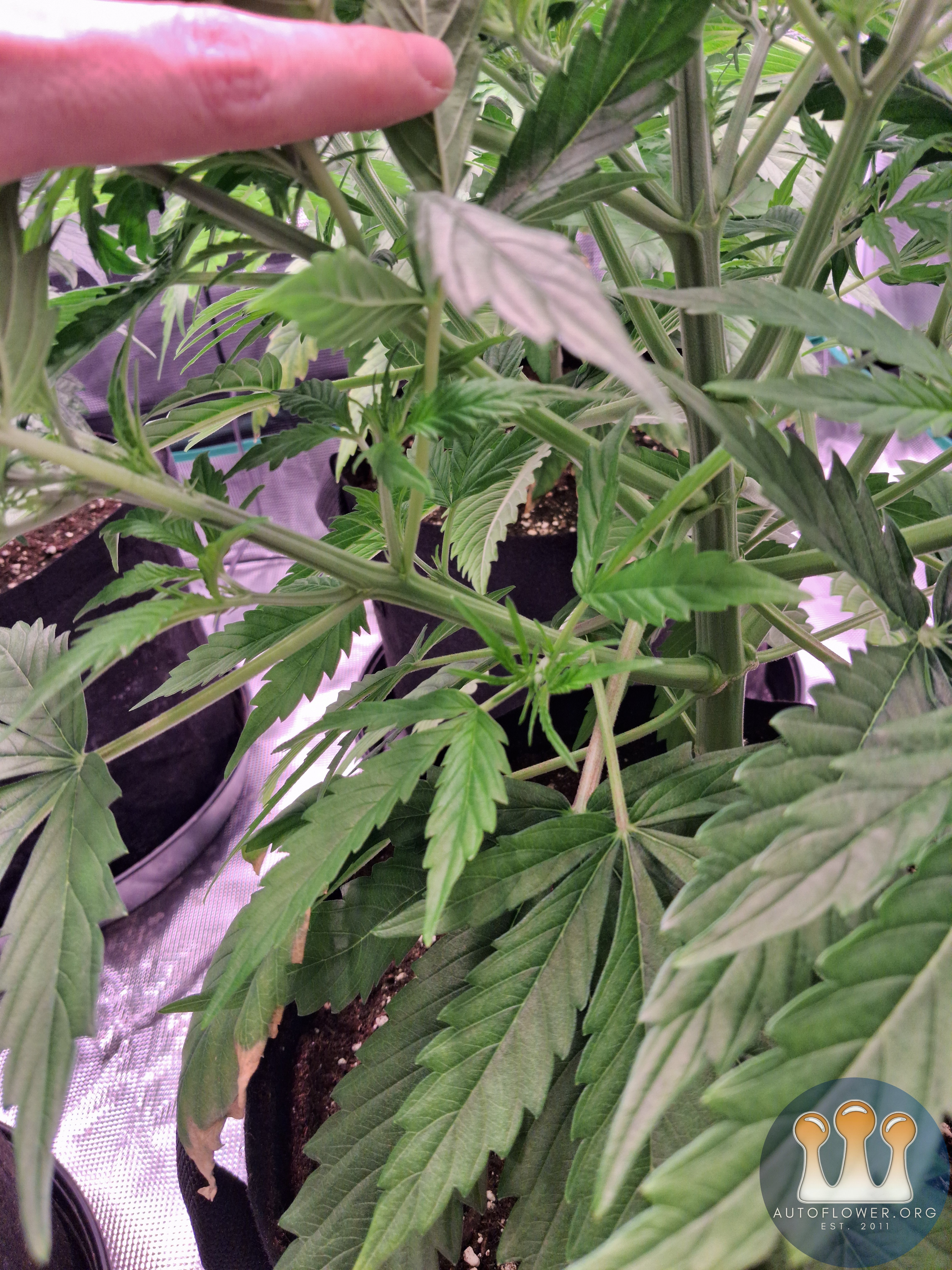 Auto Mac #1 &Auto Oh my gushers