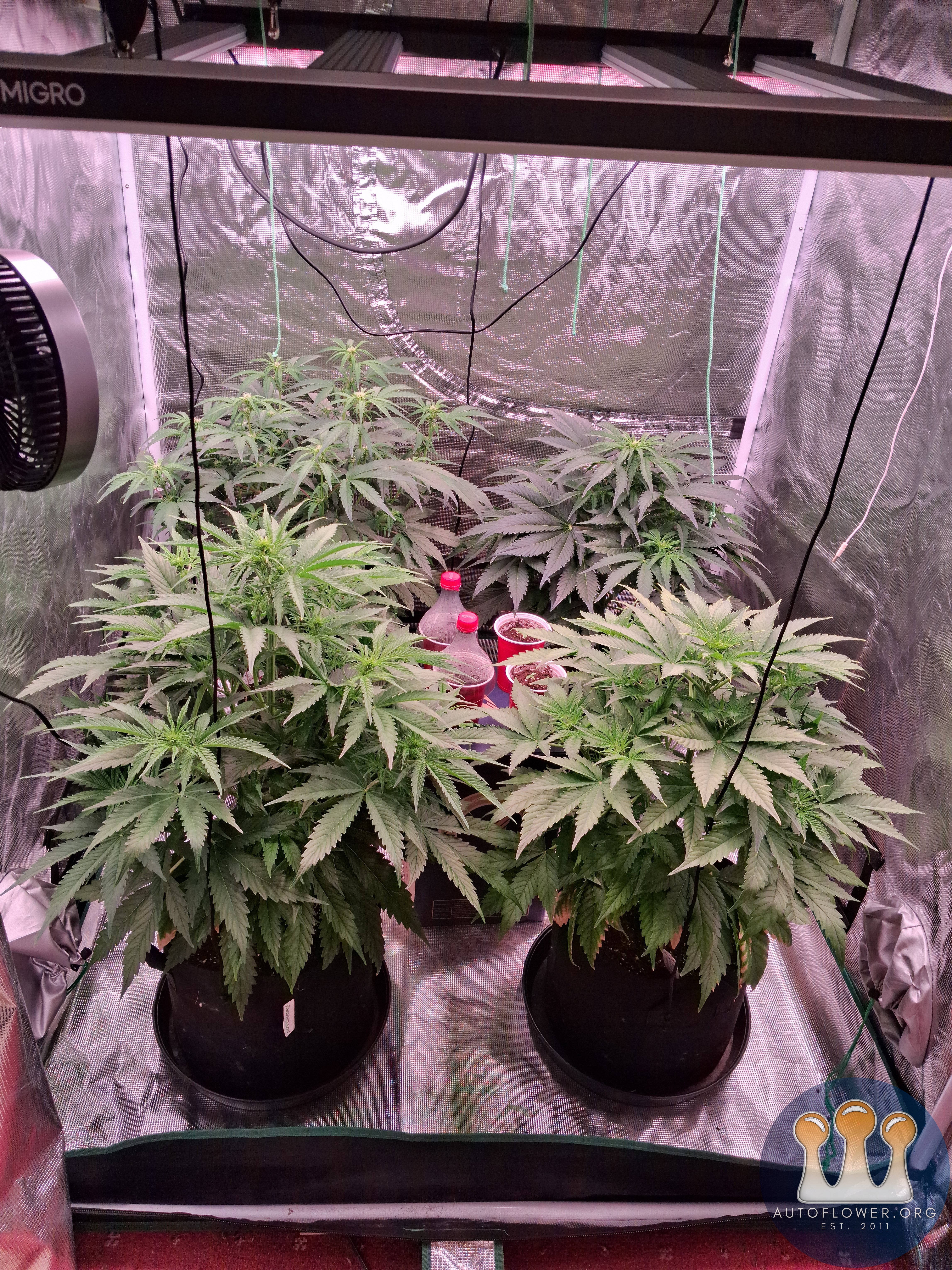 Auto Mac #1 & Auto Oh my gushers