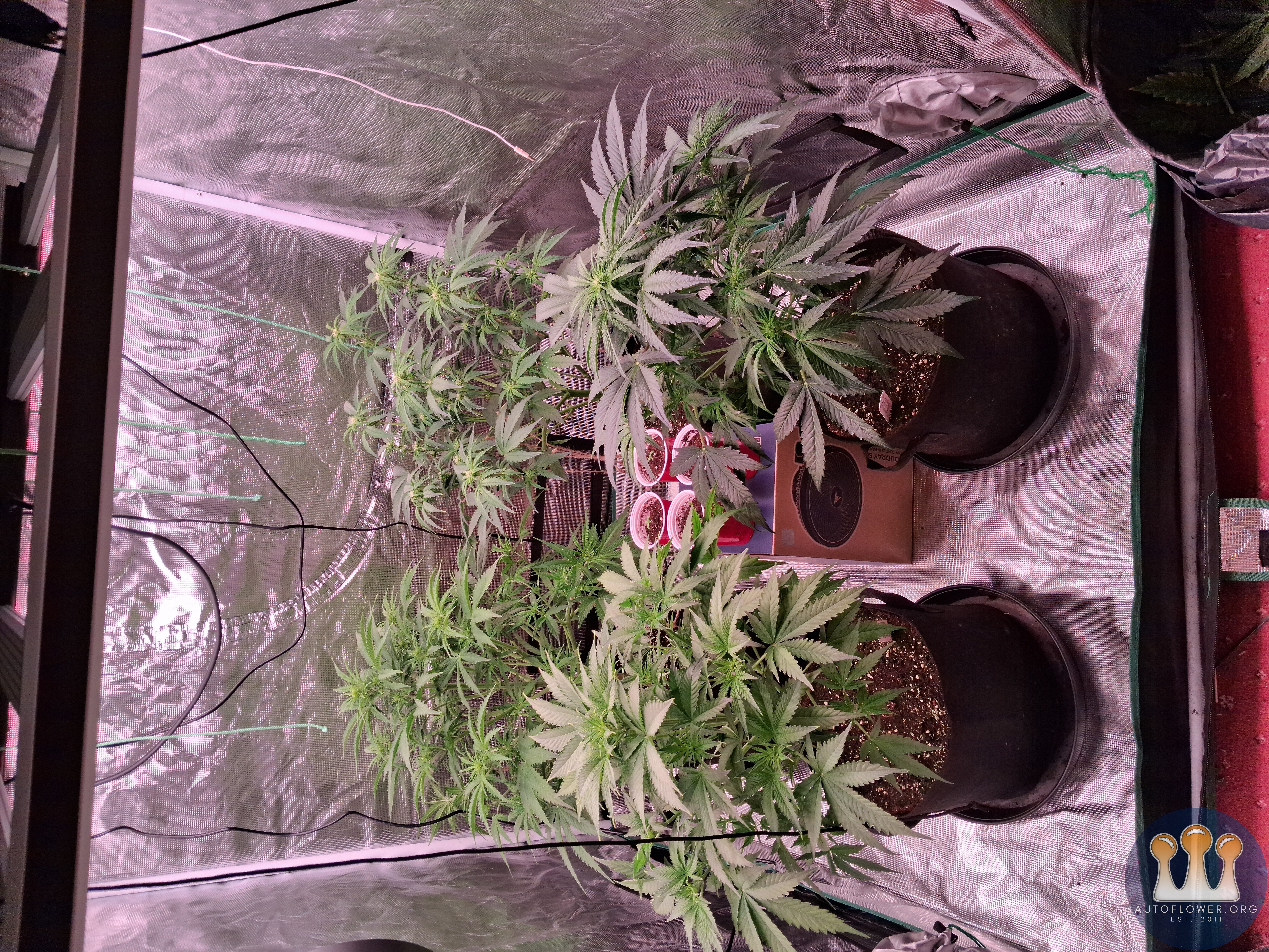 Auto Mac #1 & Auto Oh my gushers