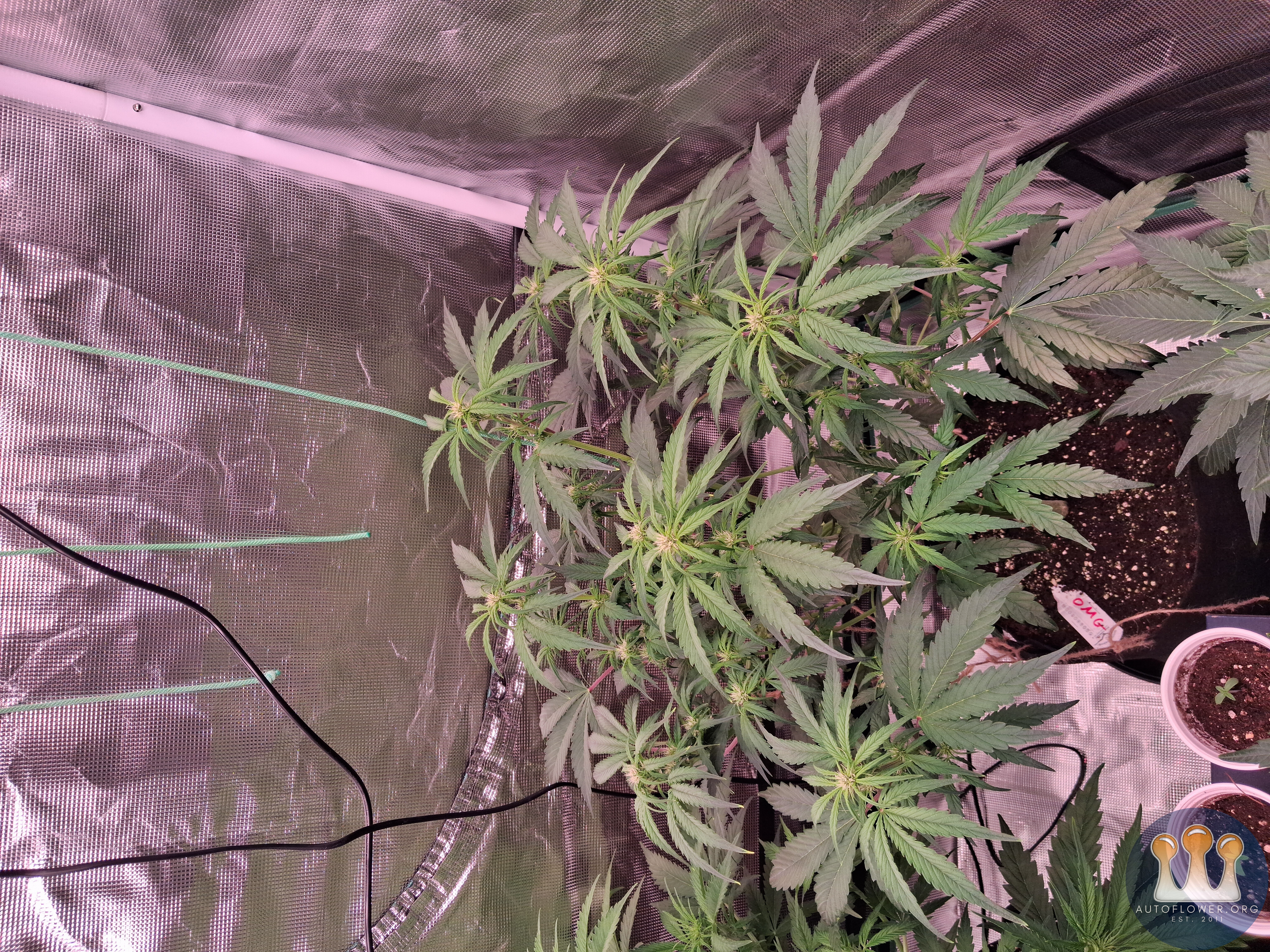 Auto Mac #1 & Auto Oh my gushers