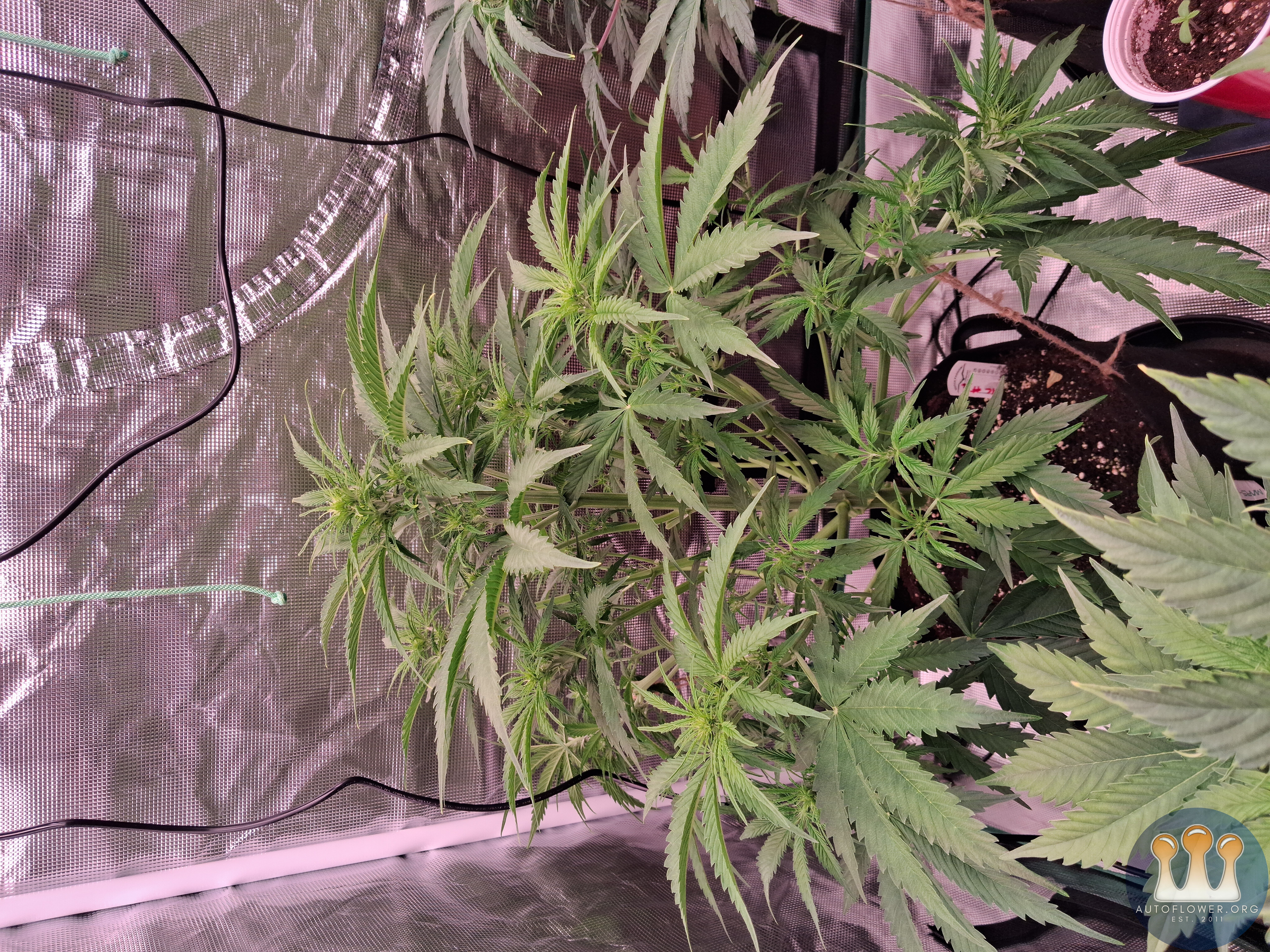 Auto Mac #1 & Auto Oh my gushers