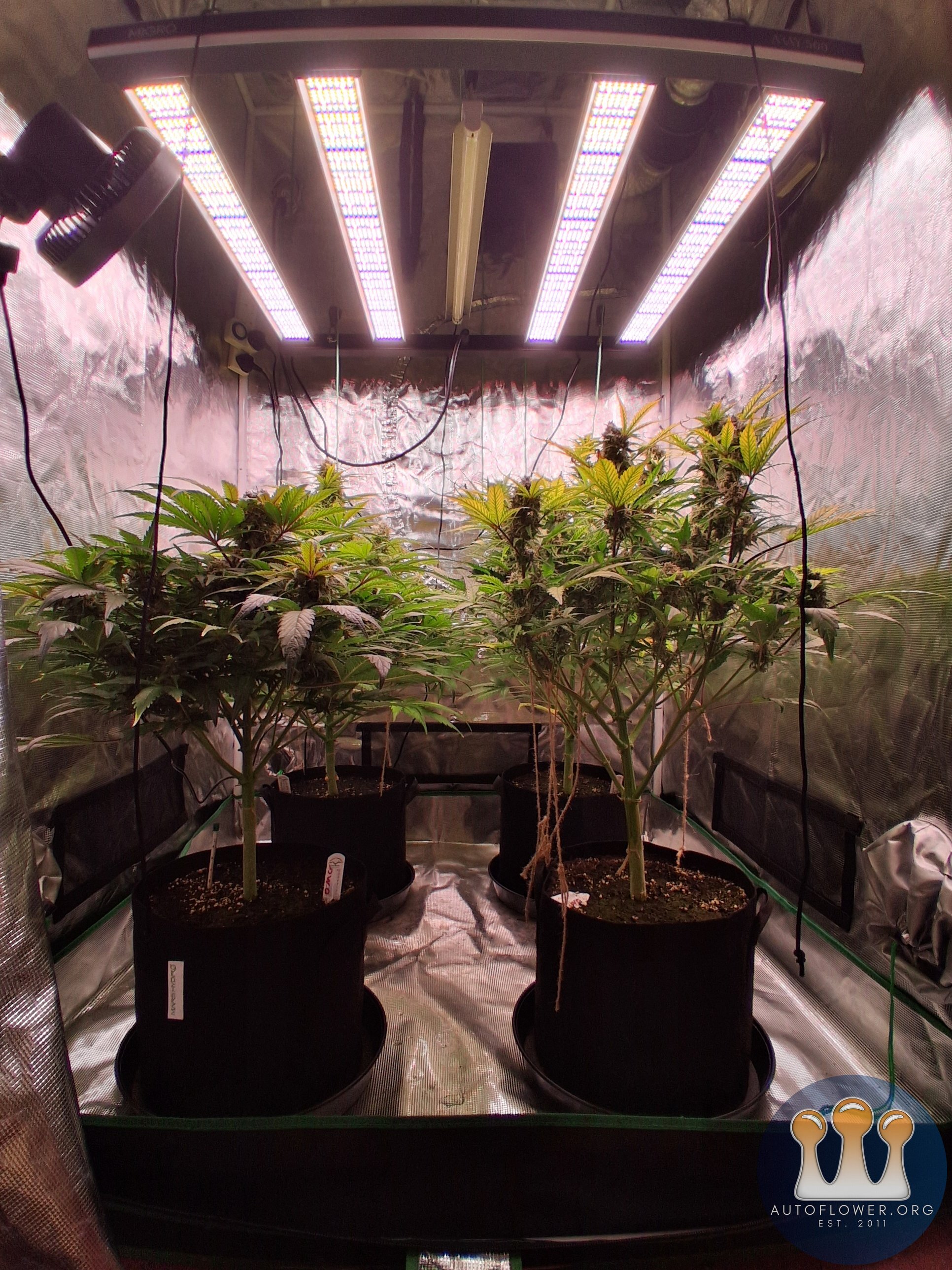 Auto Mac #1 &Auto Oh my gushers