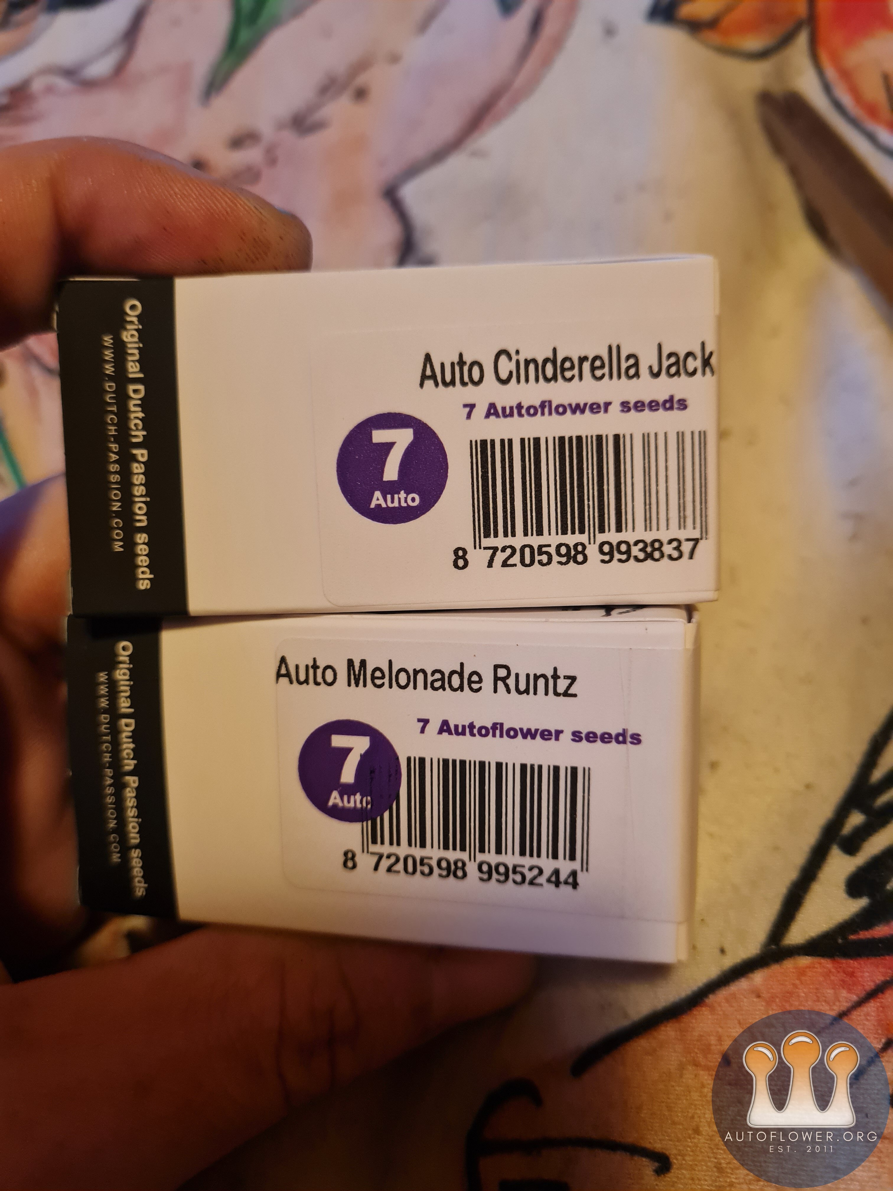 Auto melonade runtz & Auto cinderella jack