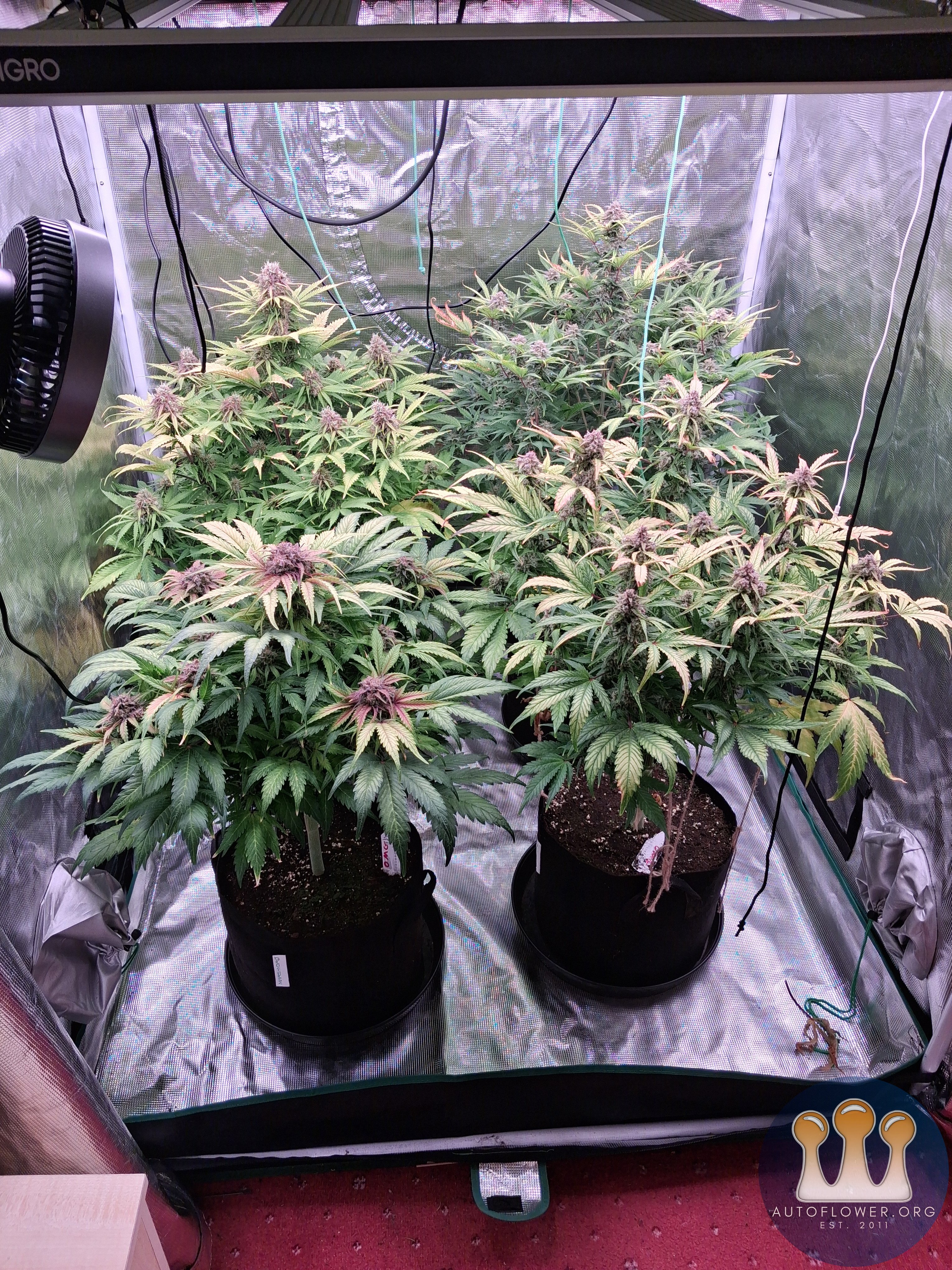 Auto Oh my gushers & mac #1