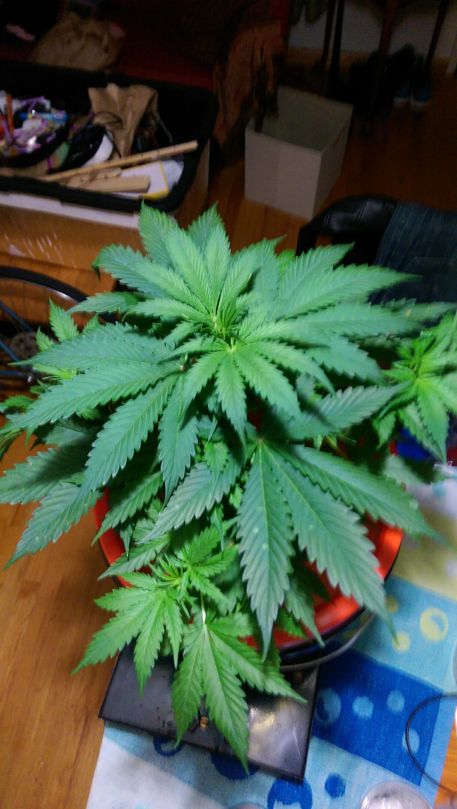 Automazar 1 - Week 3