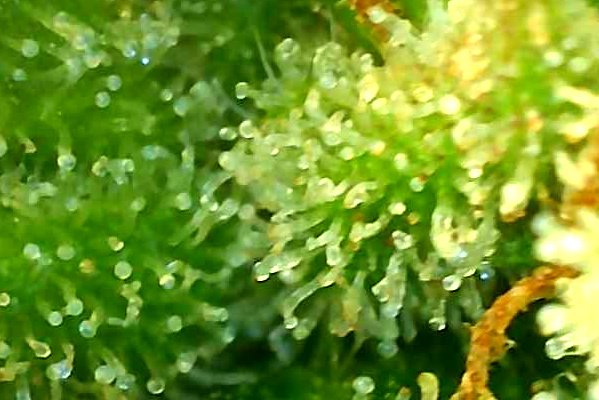 B.Banner.2_day_109_trichs.jpg