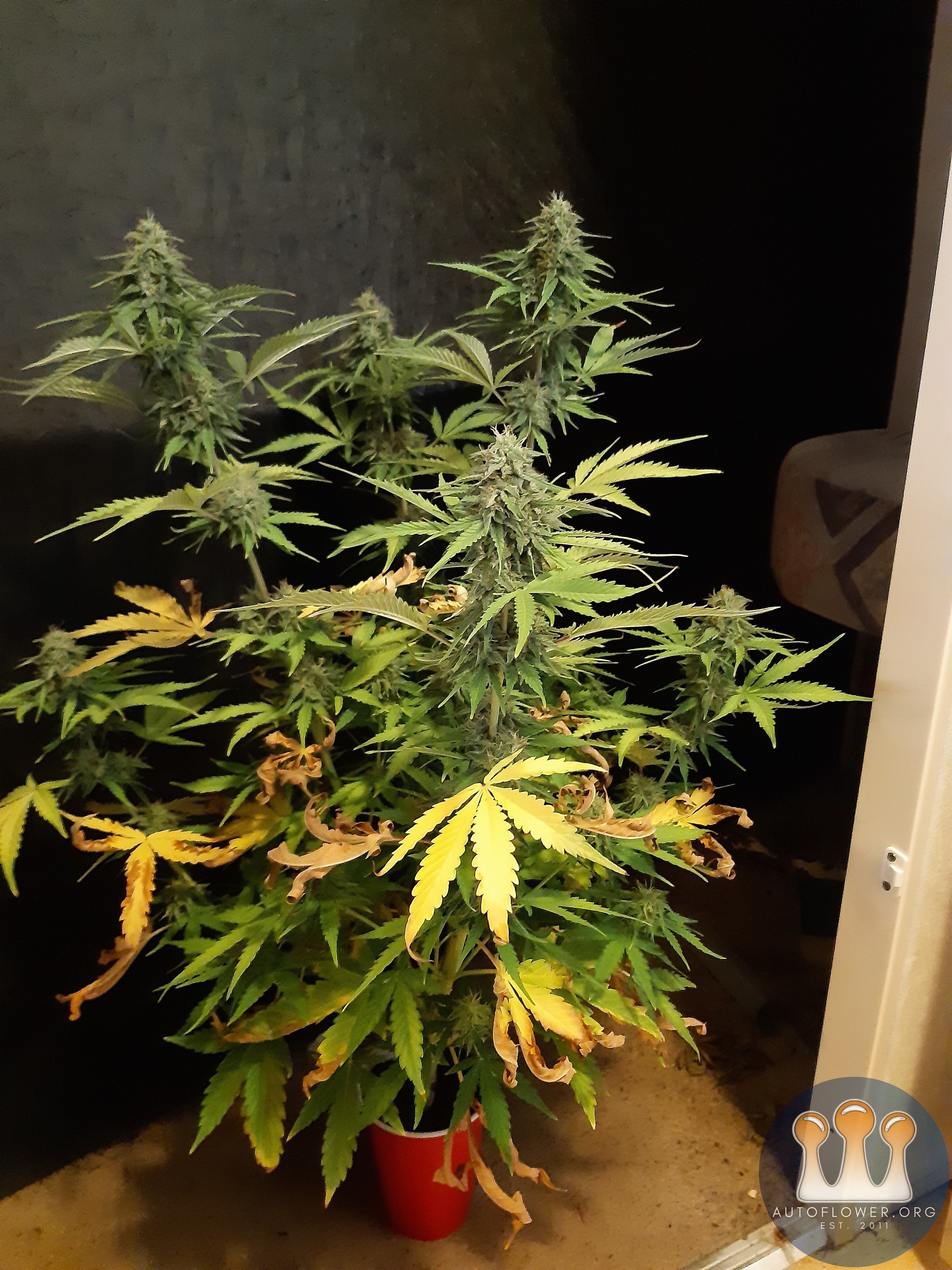 Big bud auto