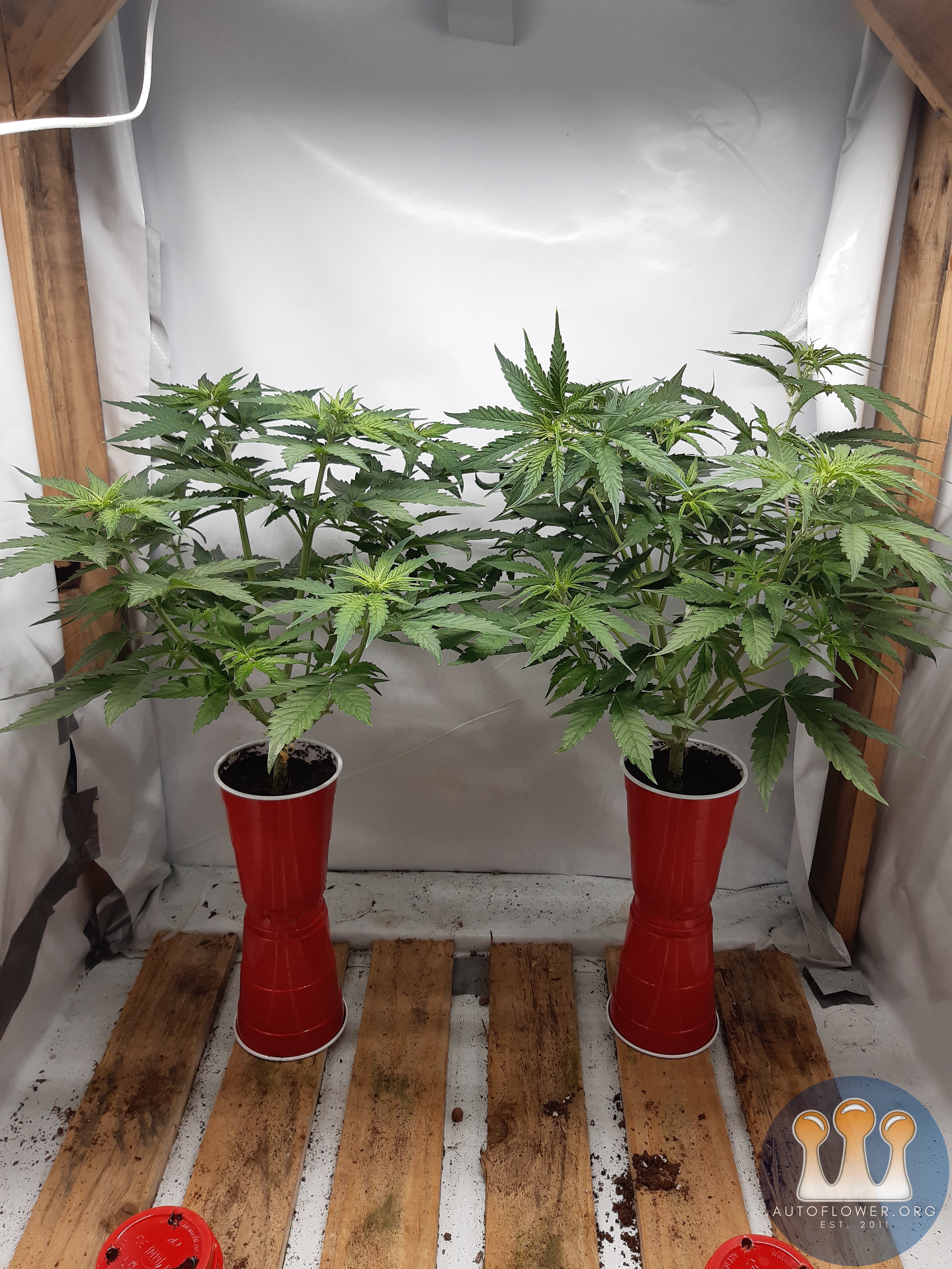 Big bud autos