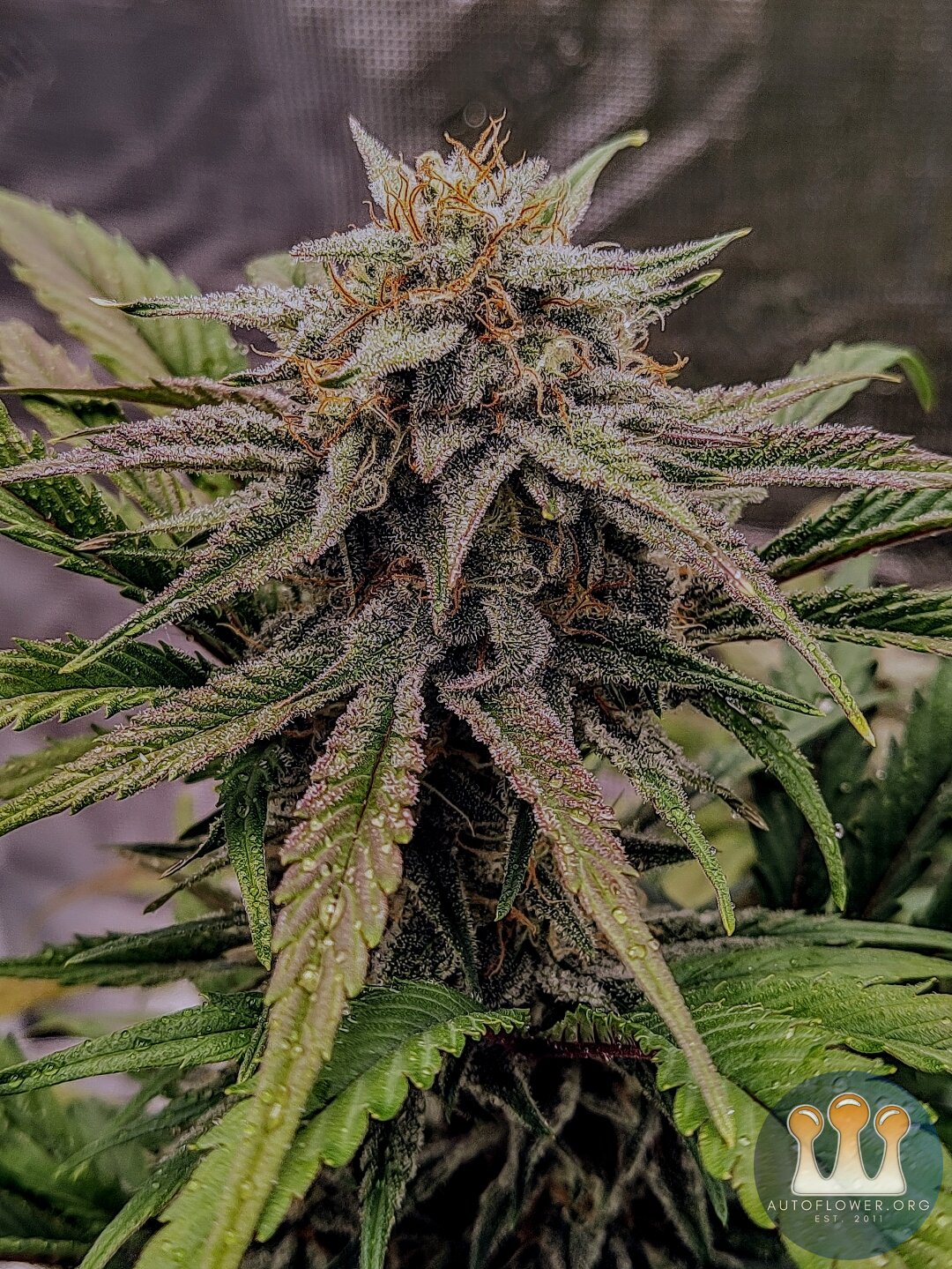 Blue Microverse F5 X Ripley's OG