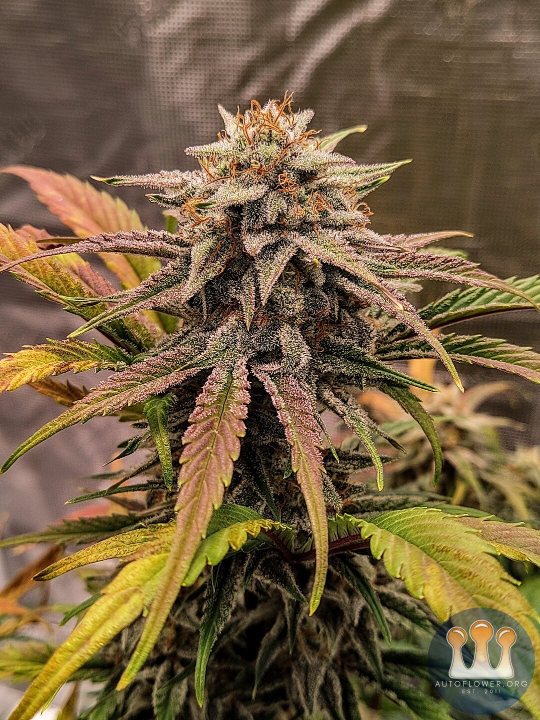 Blue Microverse F5 X Ripley's OG