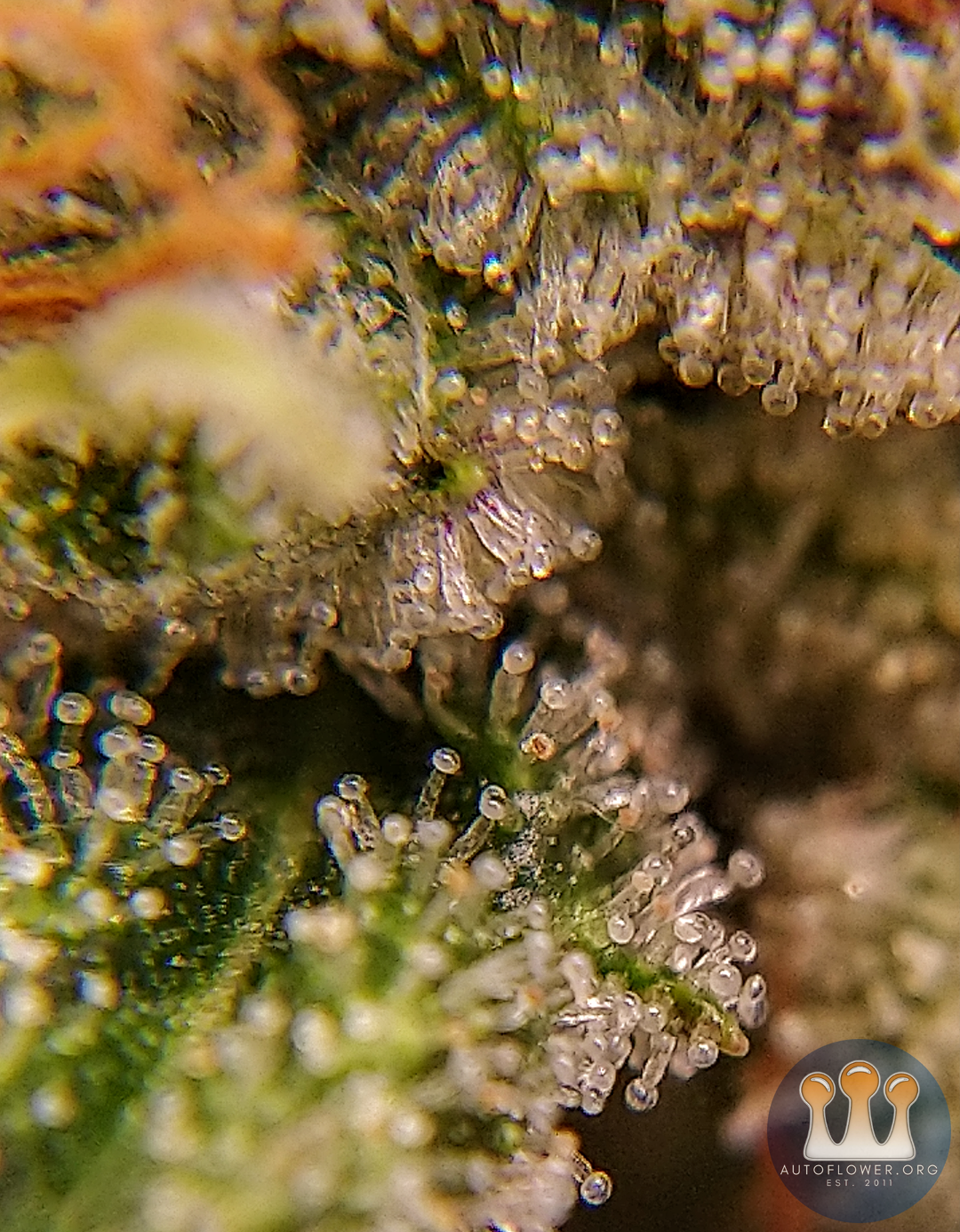 Blue Microverse F5