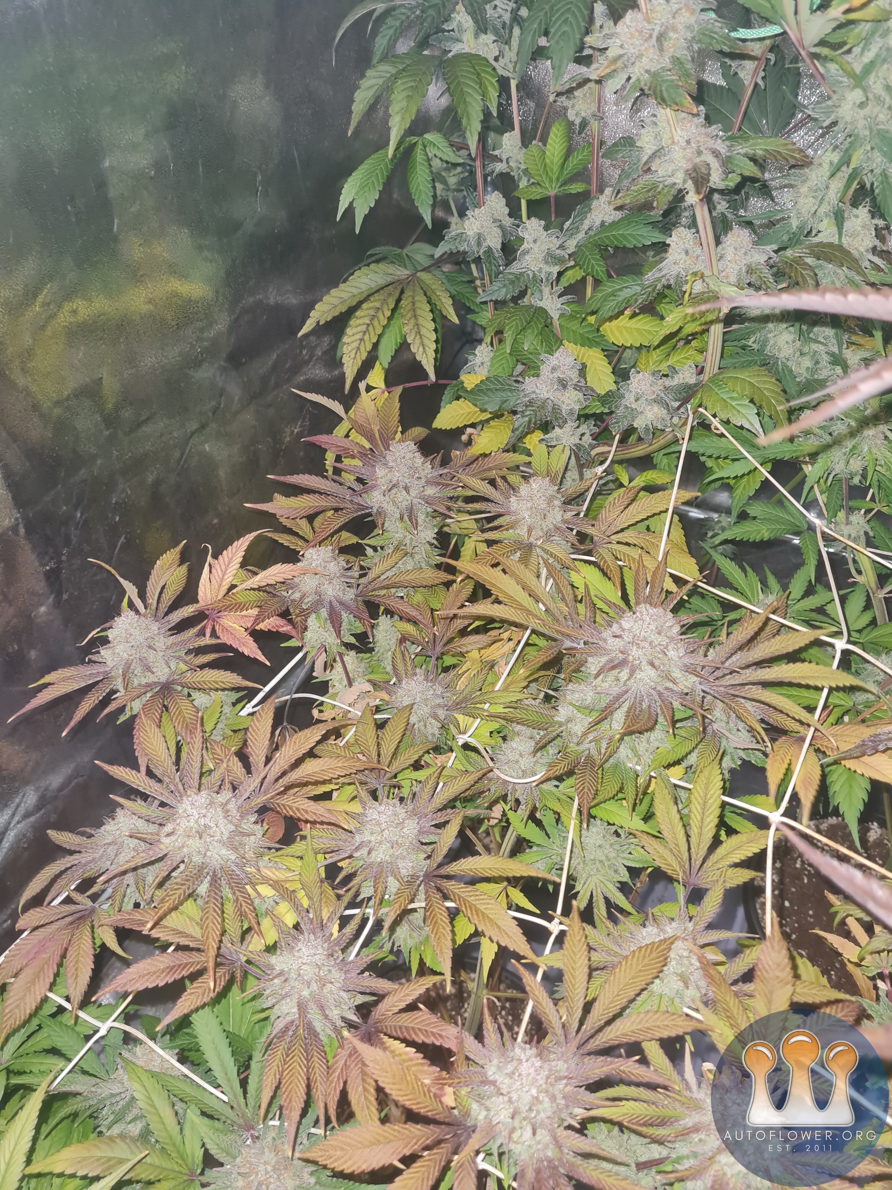 Blueberry