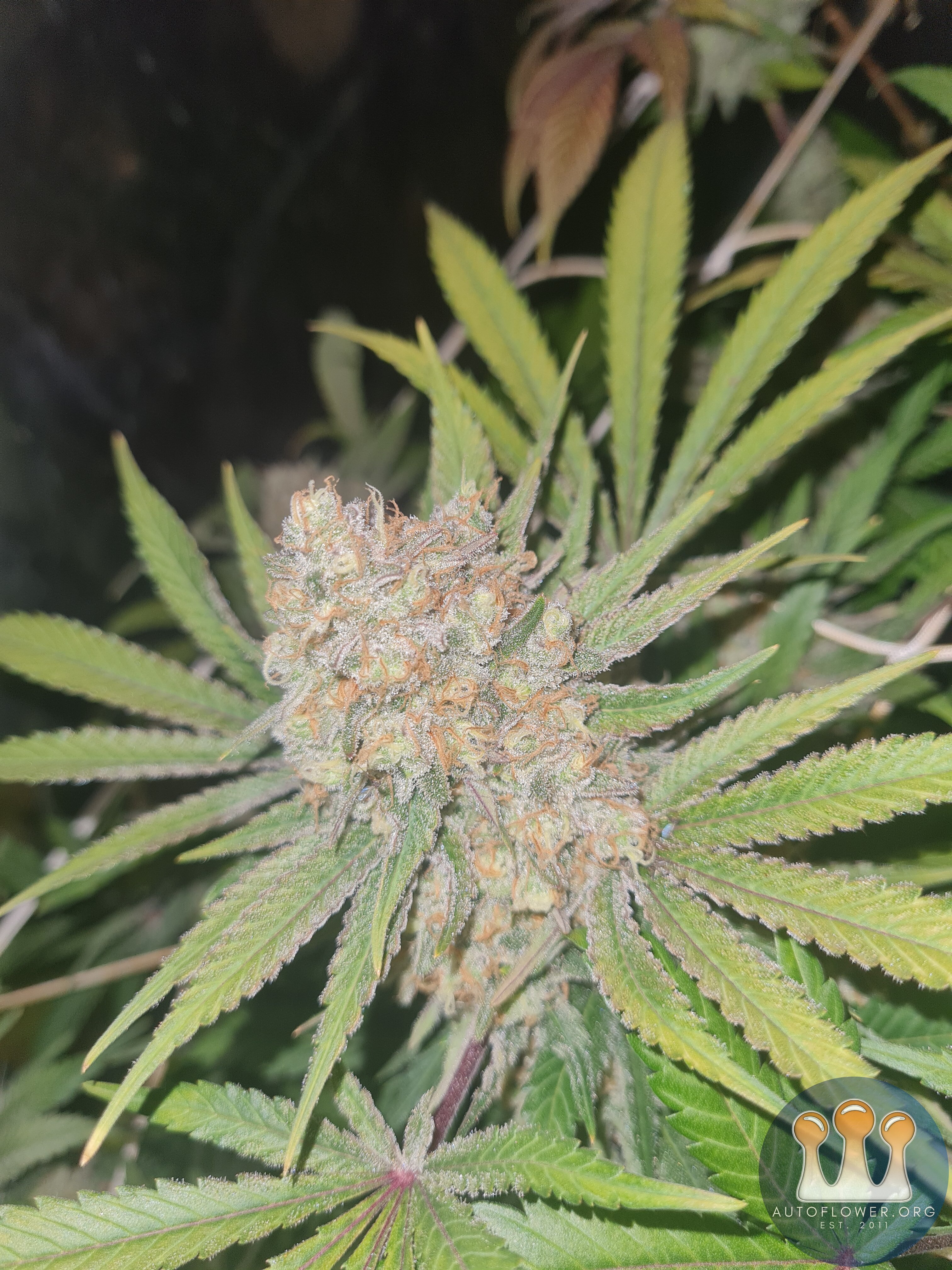Blueberry