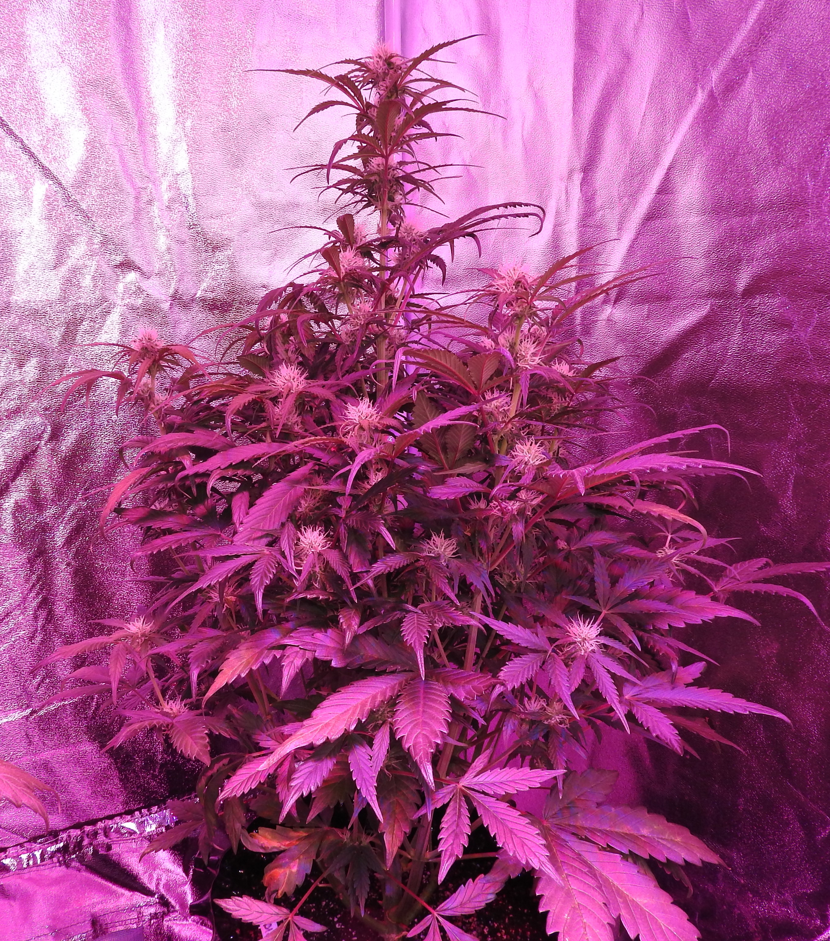 BlueTooF.01