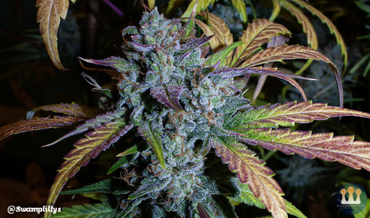 C5 reme de la Chem Nov/Dec 2019