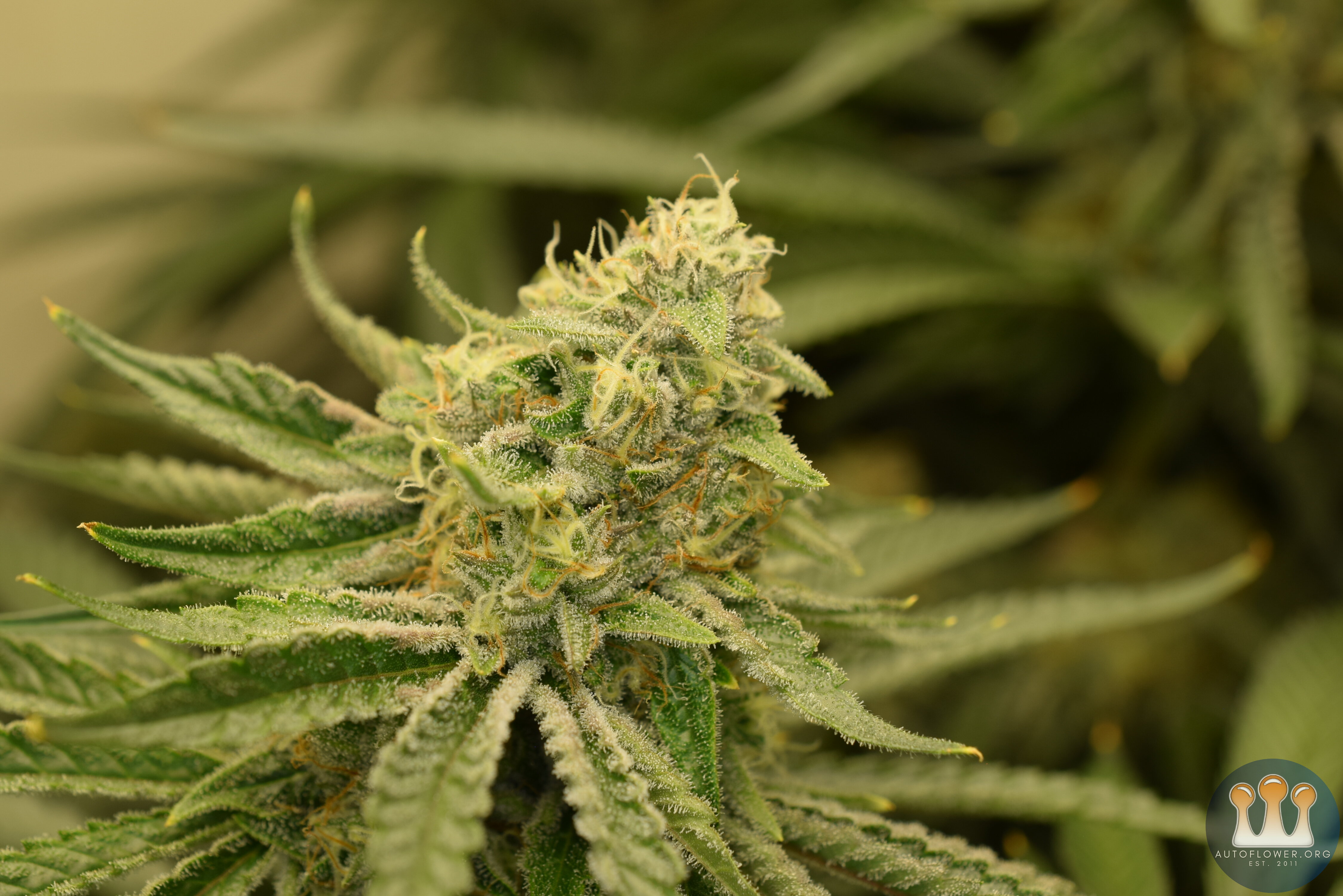 CC#2 Day 45 Flower