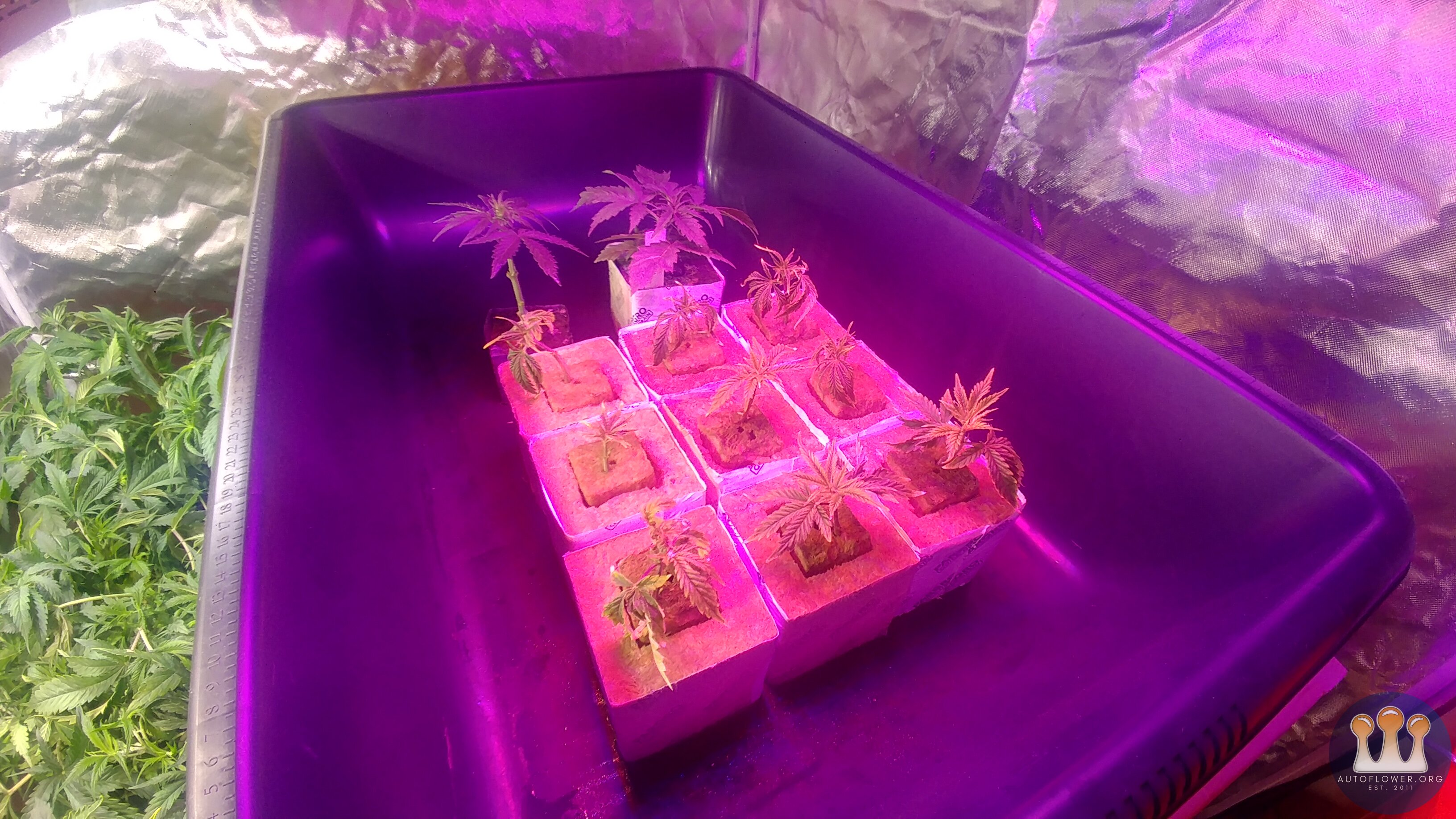Chem #1 Clones