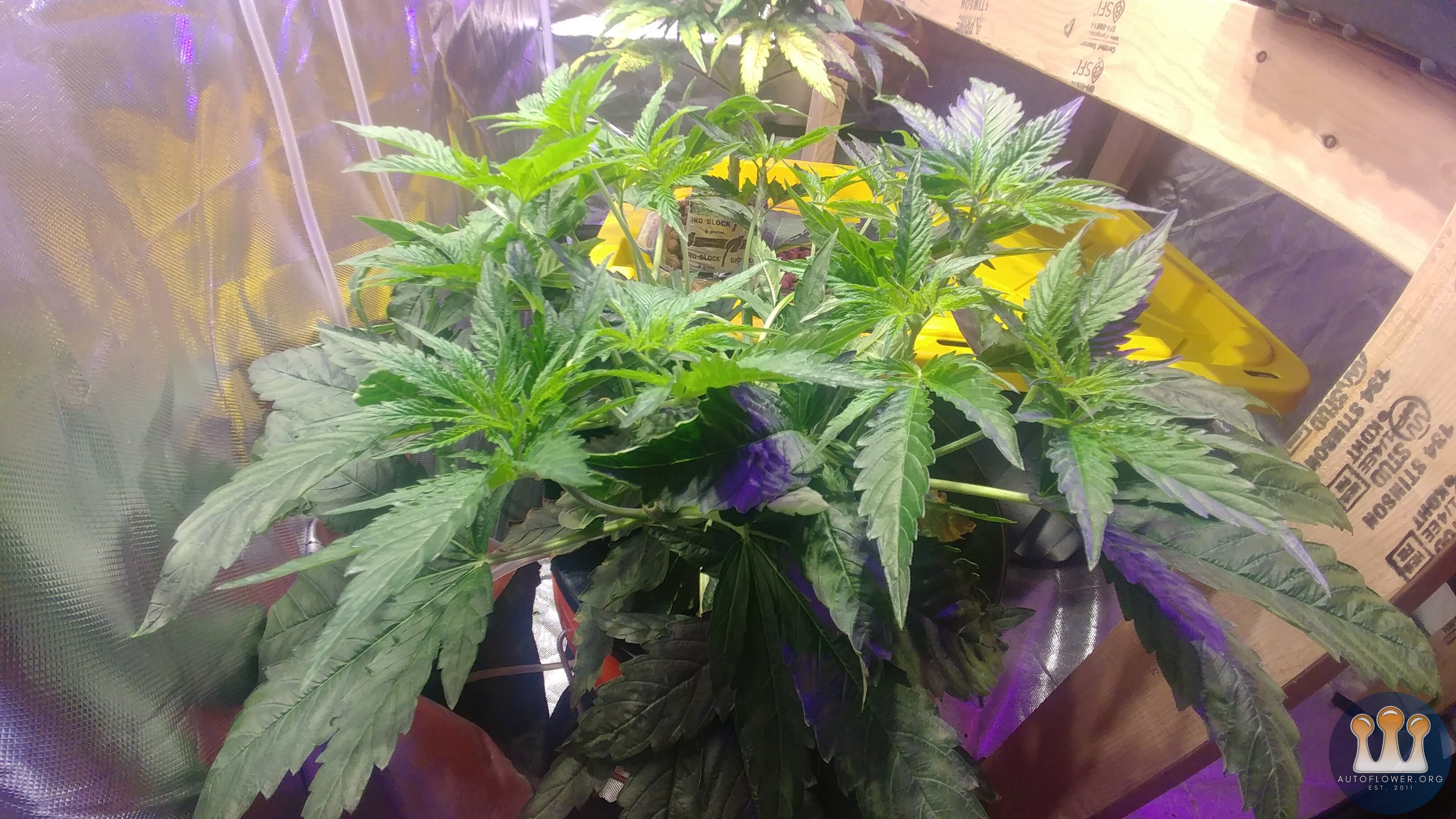 Chemdawg #2