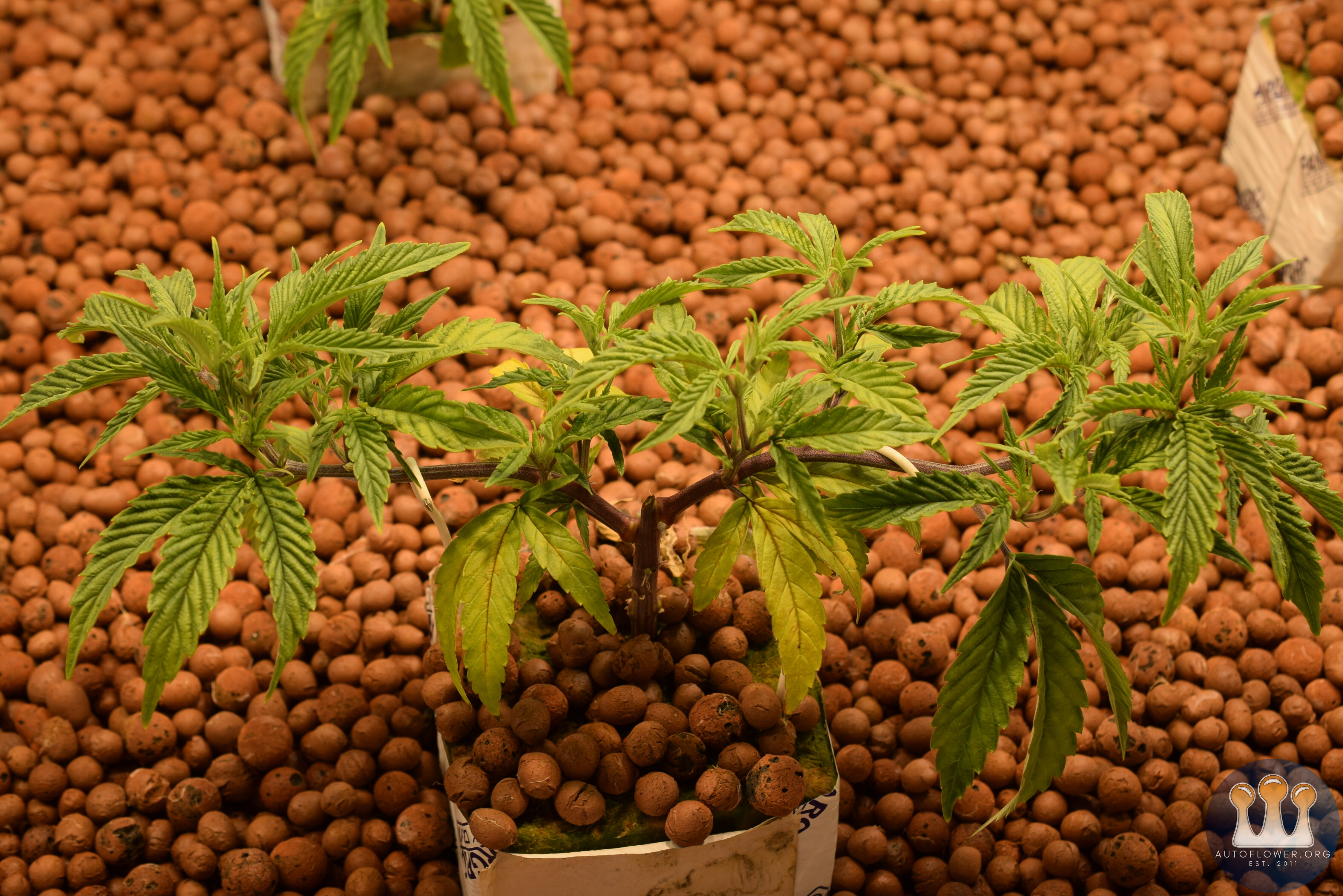 Chemdawg Veg