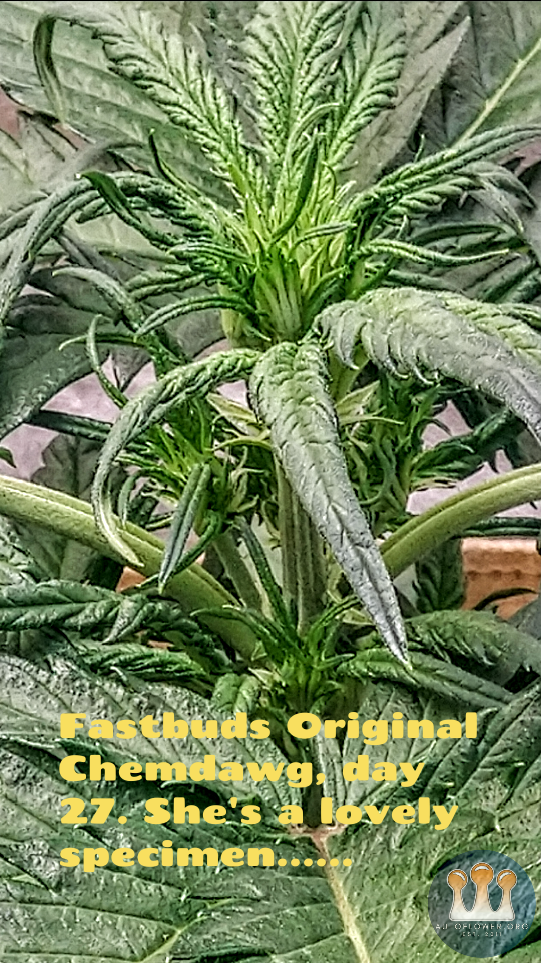 Chemdawg