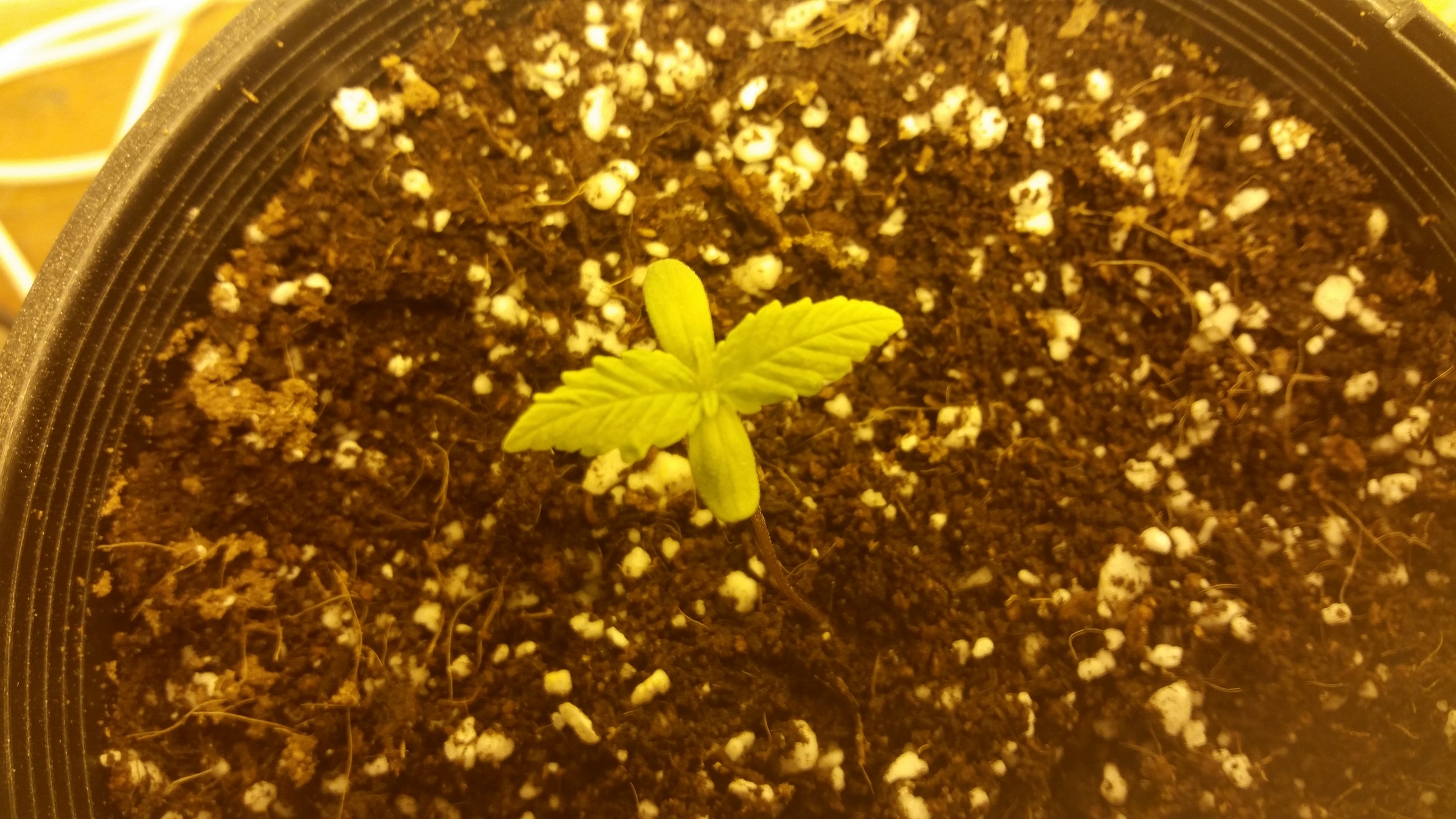 Chip Day 9