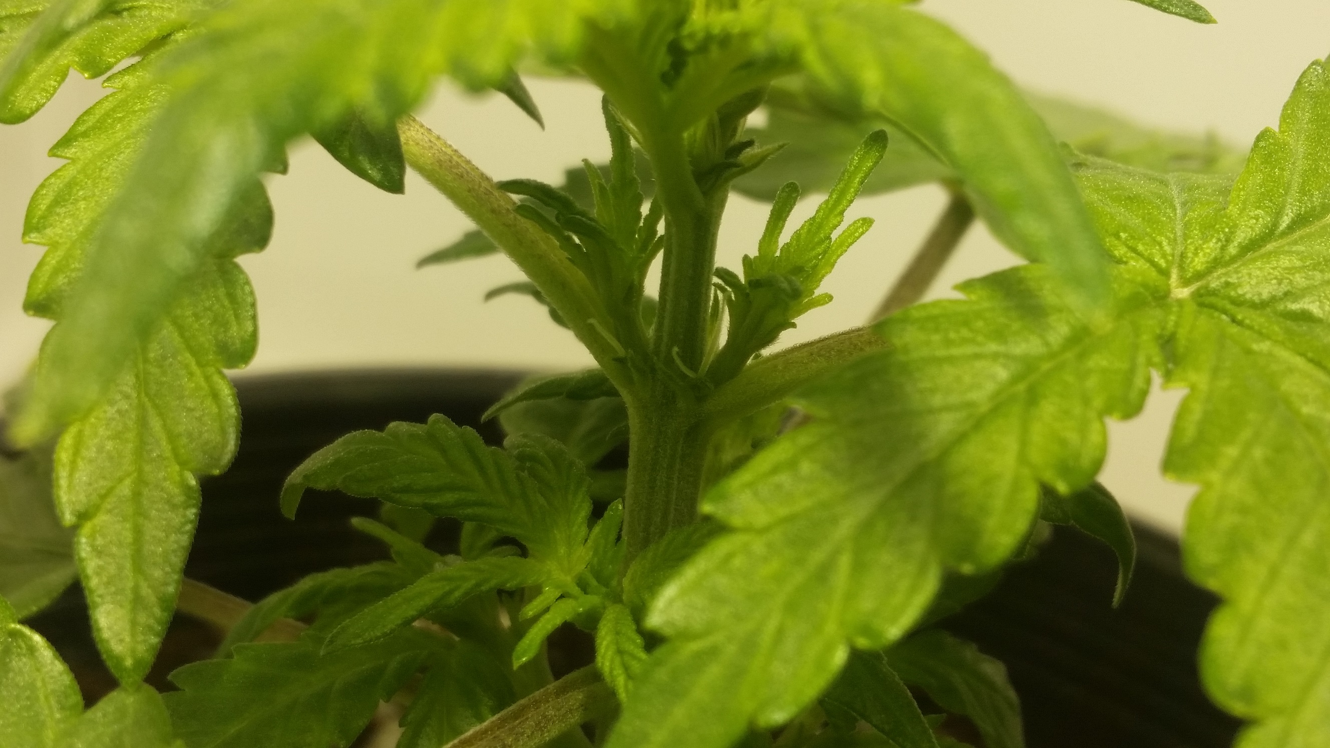 Chip Pistils 4 Jul