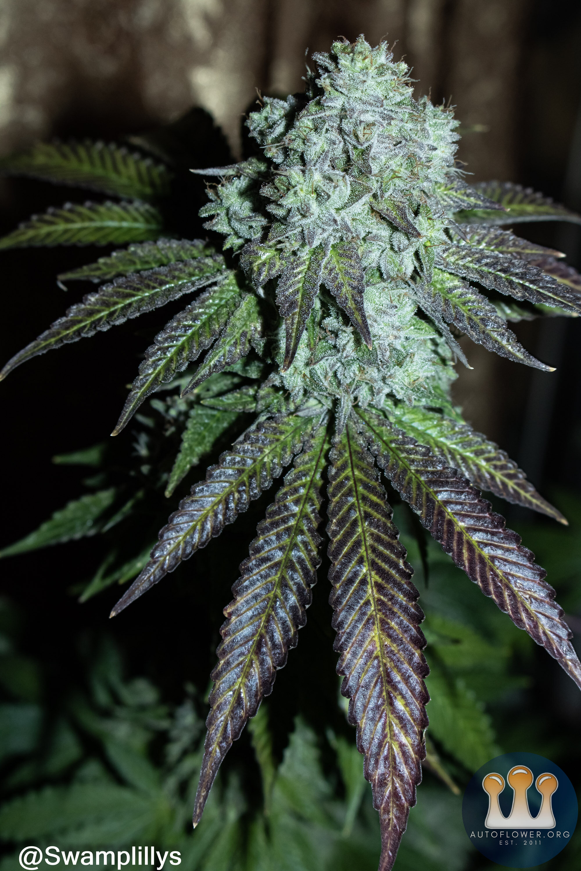 colorful Glue Breath