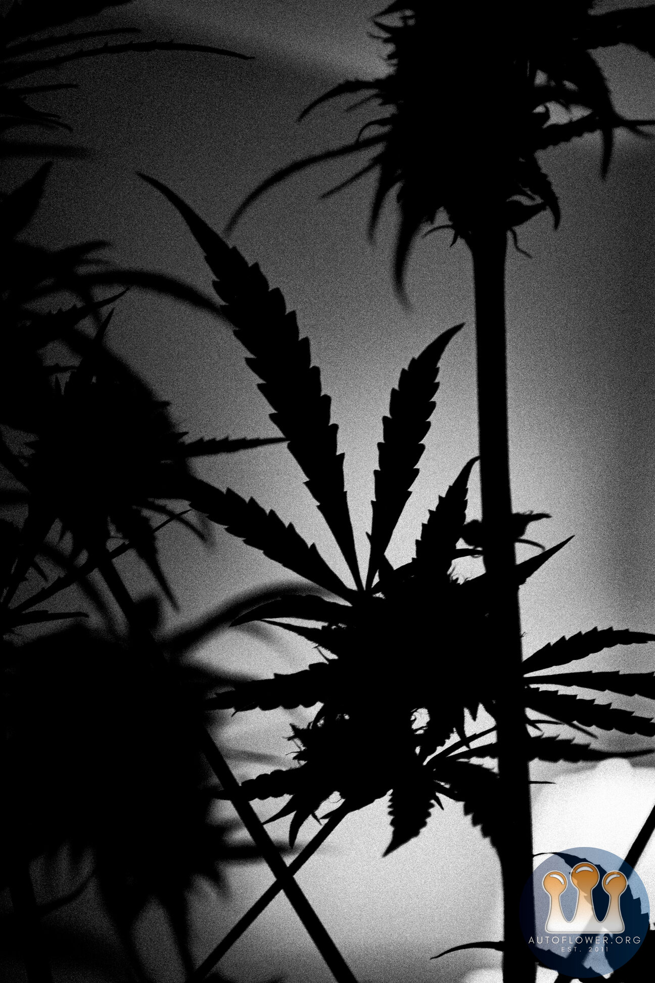 cookies mama-3585.jpg