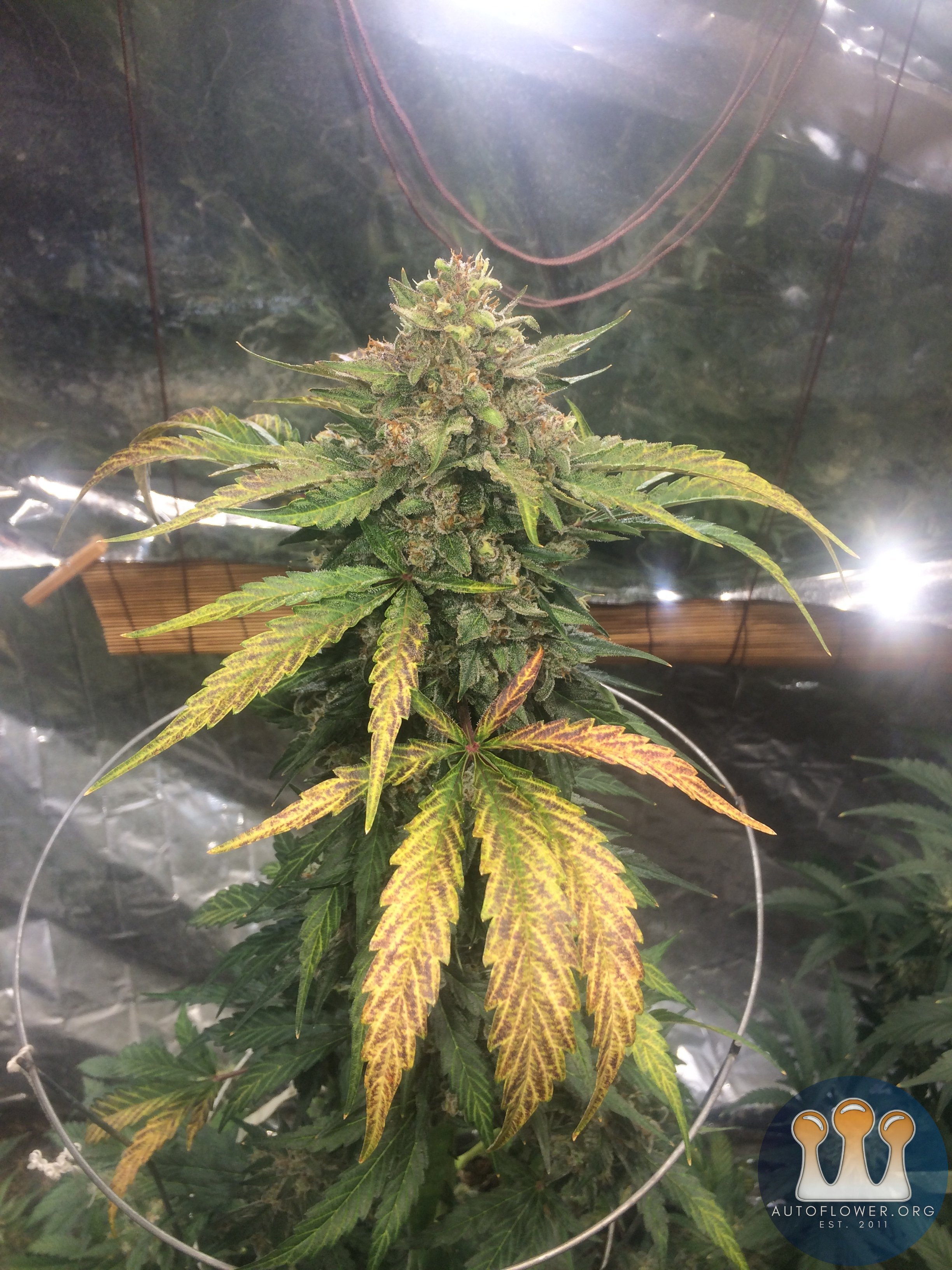 Creme de la Chem