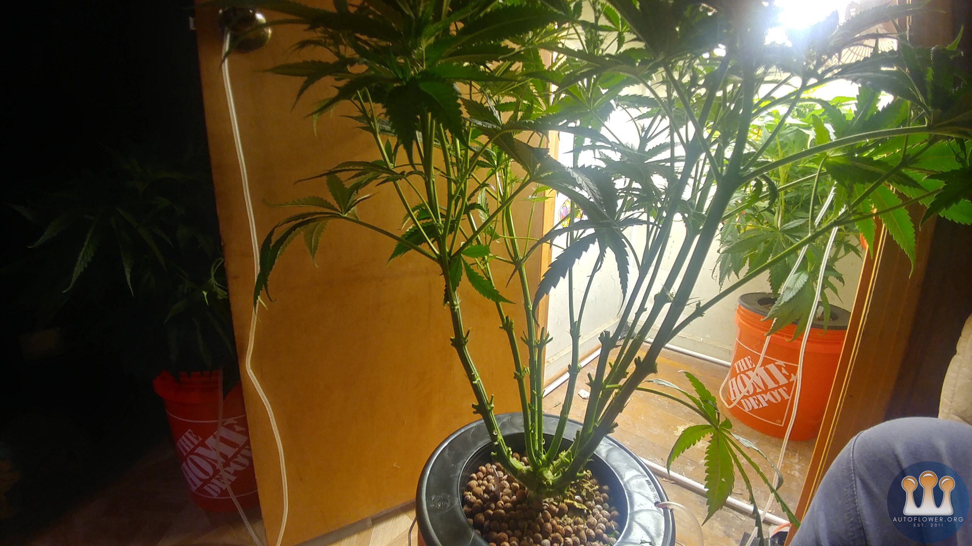 Day 14 Flower CC#1